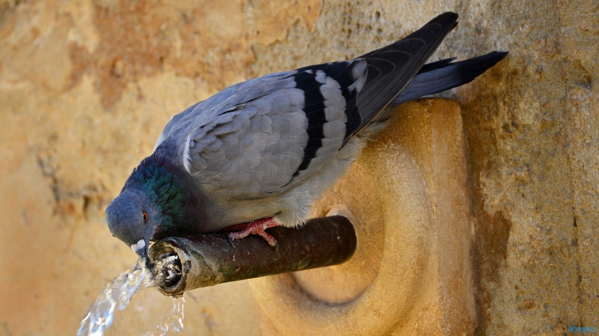 Free download wallpaper Birds, Water, Bird, Animal, Pigeon on your PC desktop