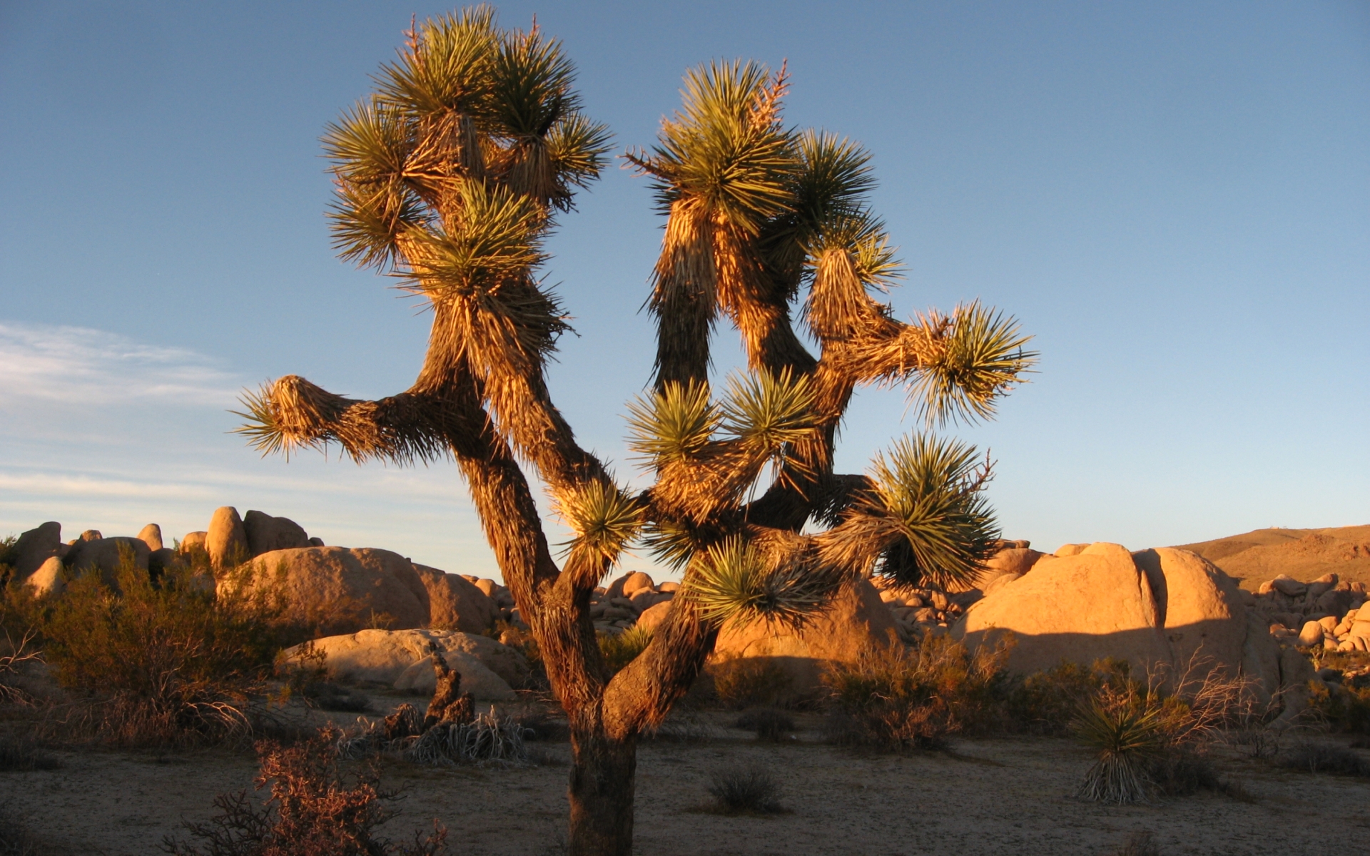 Download mobile wallpaper Joshua Tree National Park, National Park, Earth for free.