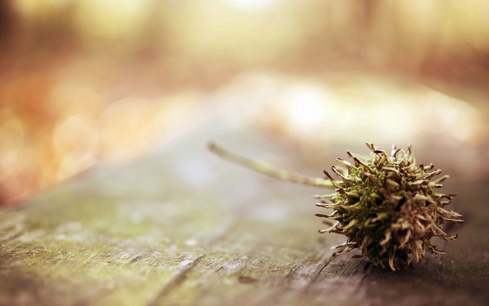 Download mobile wallpaper Chestnut, Macro, Background for free.