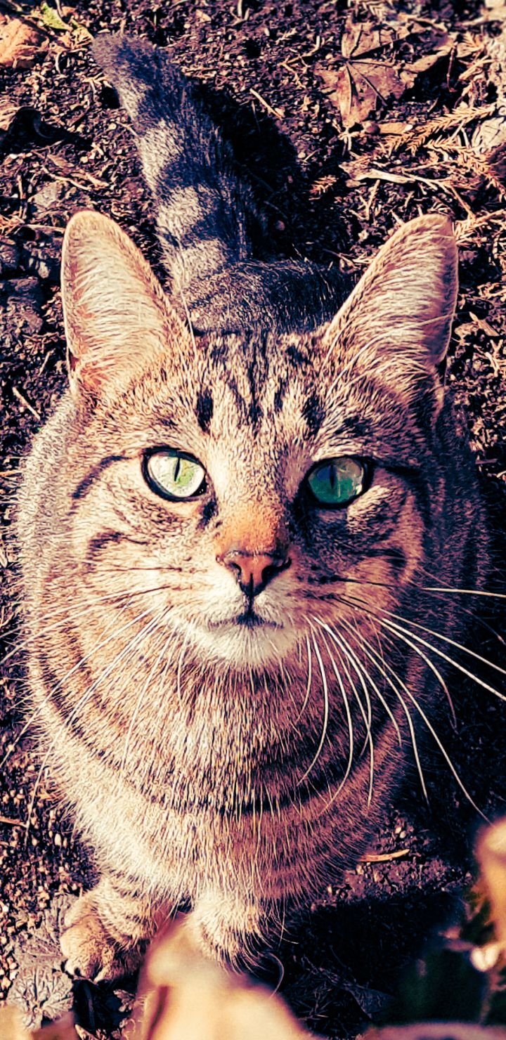 Download mobile wallpaper Cats, Cat, Animal, Stare for free.