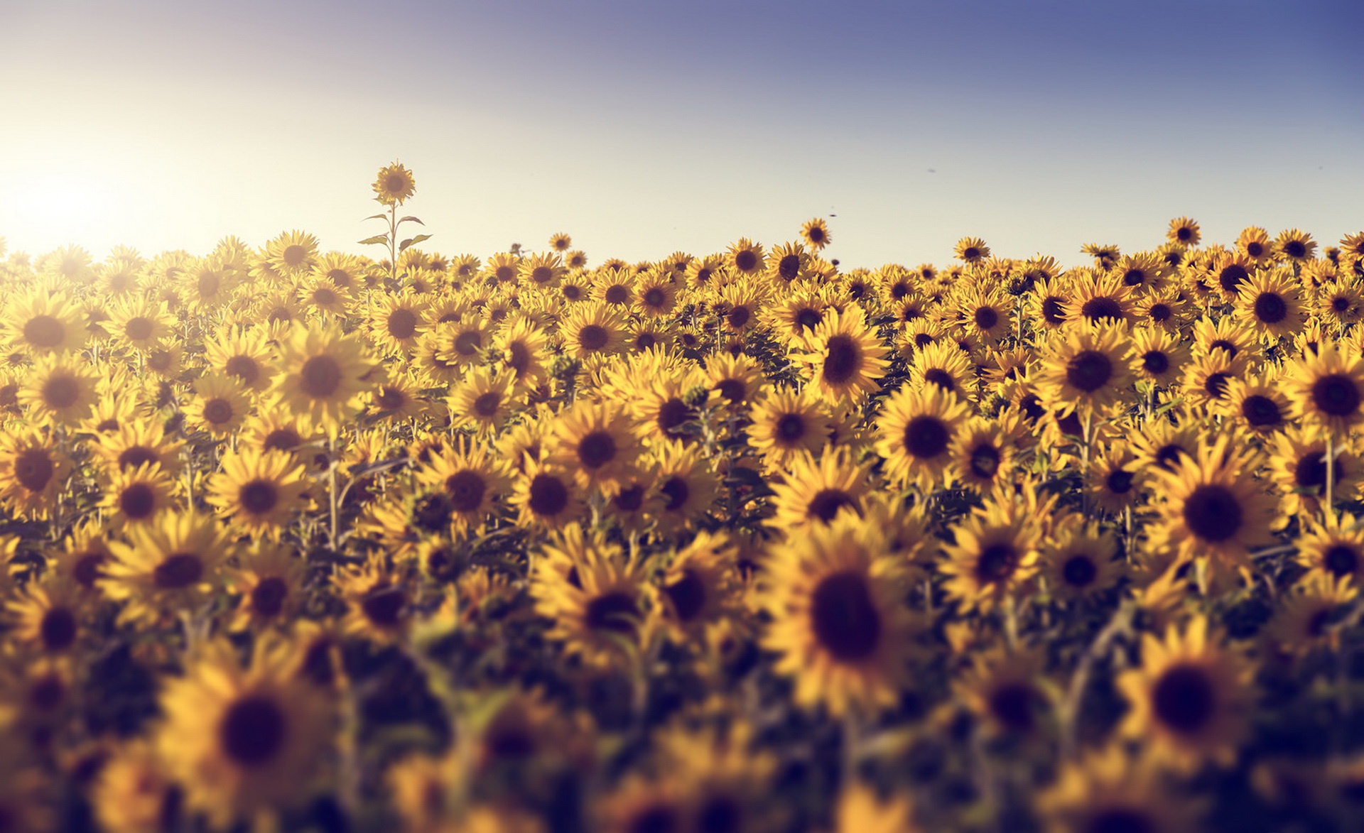Free download wallpaper Nature, Flowers, Summer, Flower, Earth, Field, Sunflower, Sunny, Yellow Flower on your PC desktop