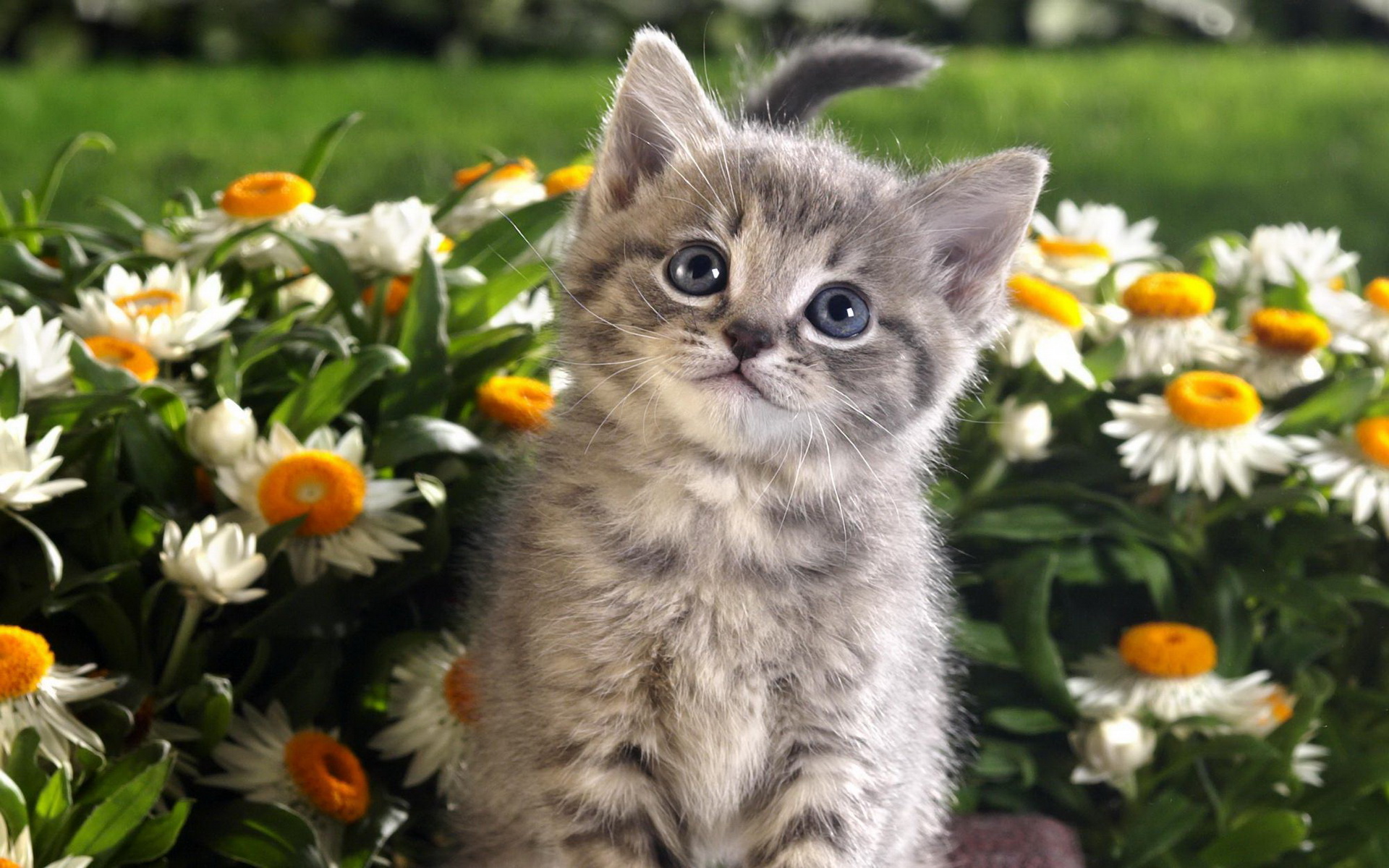 Download mobile wallpaper Cat, Animal for free.