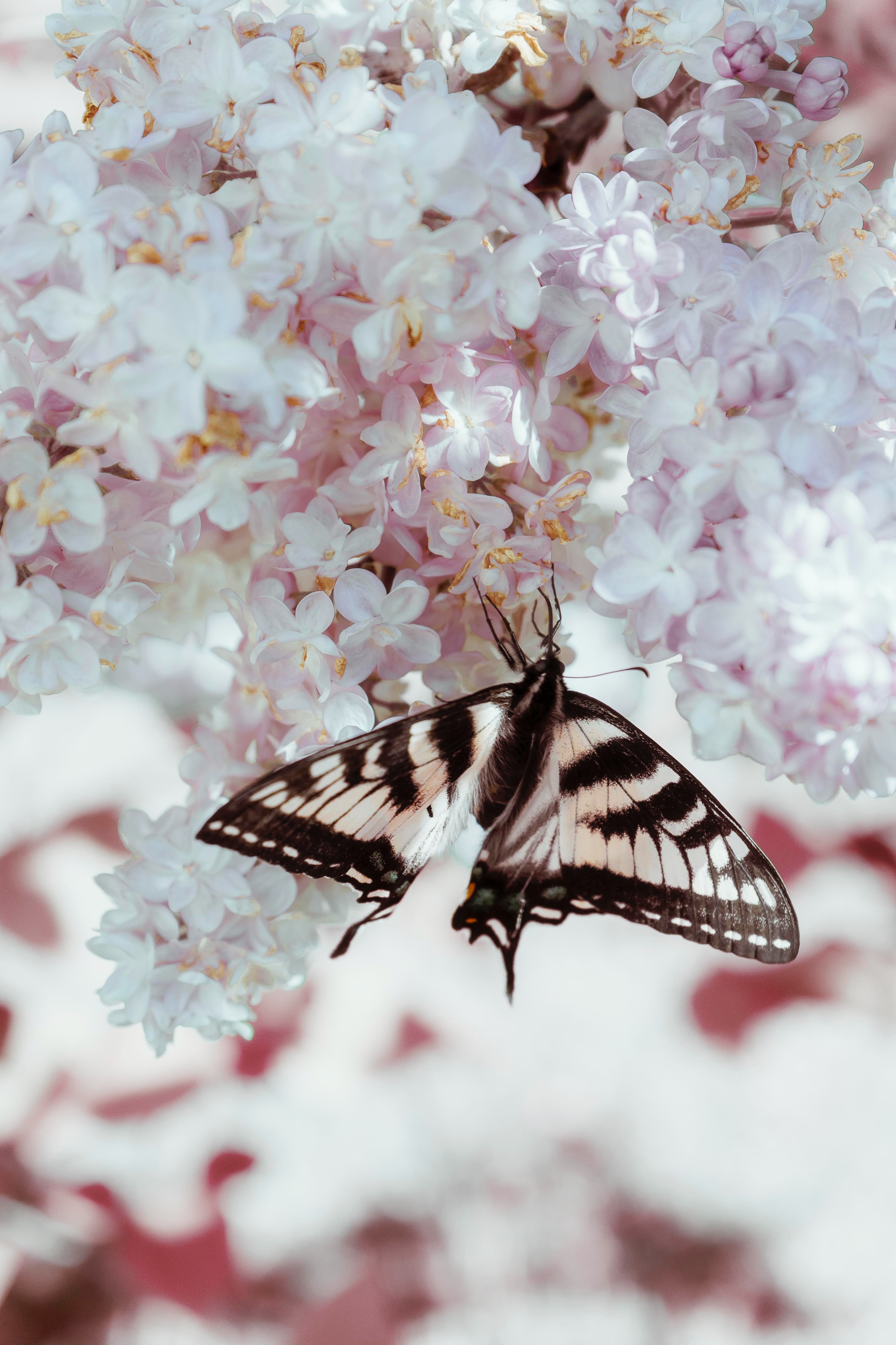 butterfly, animals, flowers, lilac, pattern, wings 5K