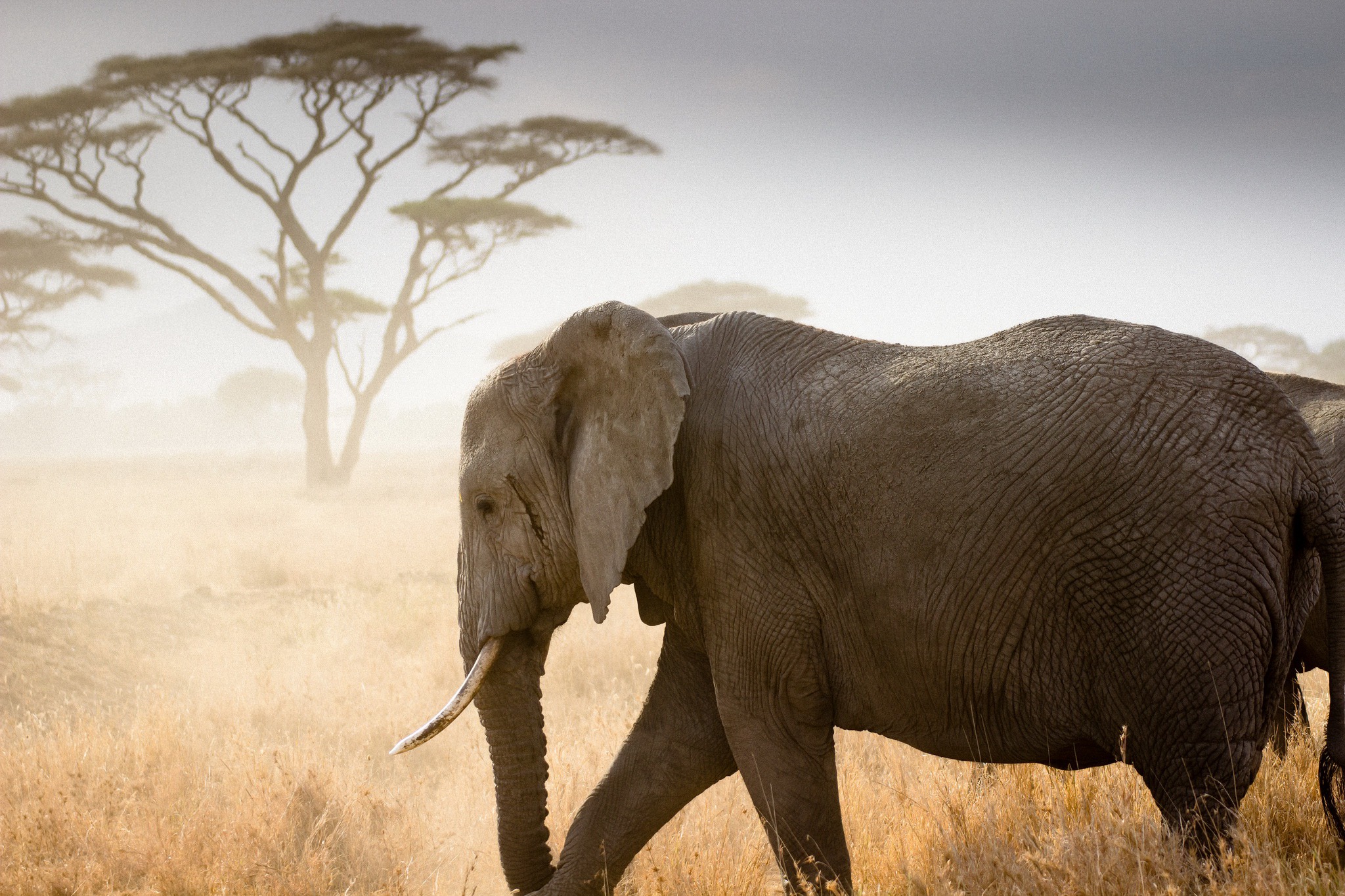 Завантажити шпалери безкоштовно Саванна, Слони, Тварина, Африканський Чагарниковий Слон картинка на робочий стіл ПК