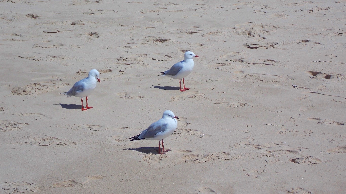 Free download wallpaper Beach, Sand, Bird, Animal, Seagull on your PC desktop