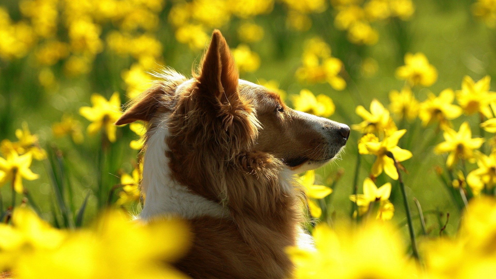 Download mobile wallpaper Animals, Flowers, Dog, Sunlight for free.