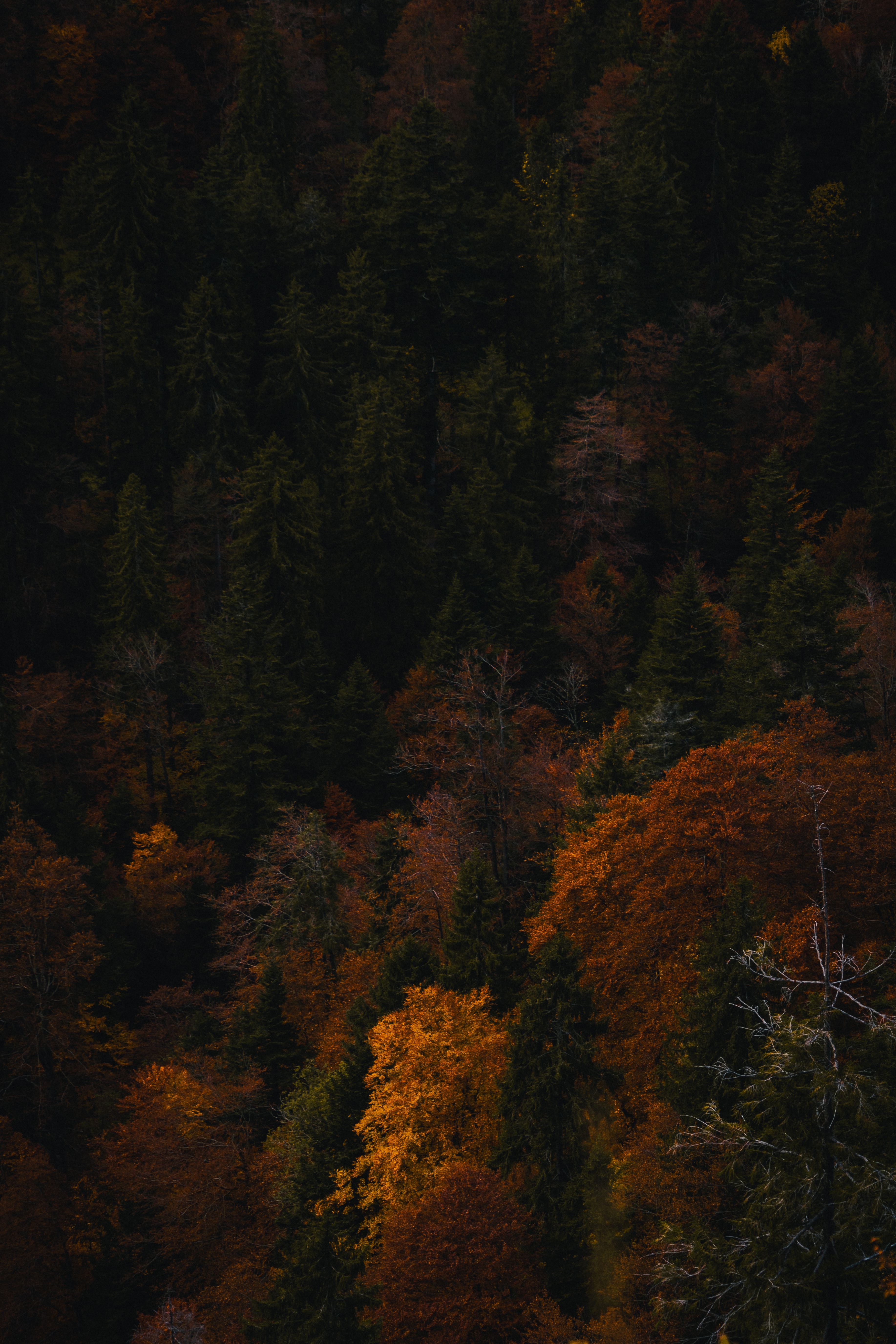 Handy-Wallpaper Natur, Bäume, Blick Von Oben, Wald, Herbst kostenlos herunterladen.