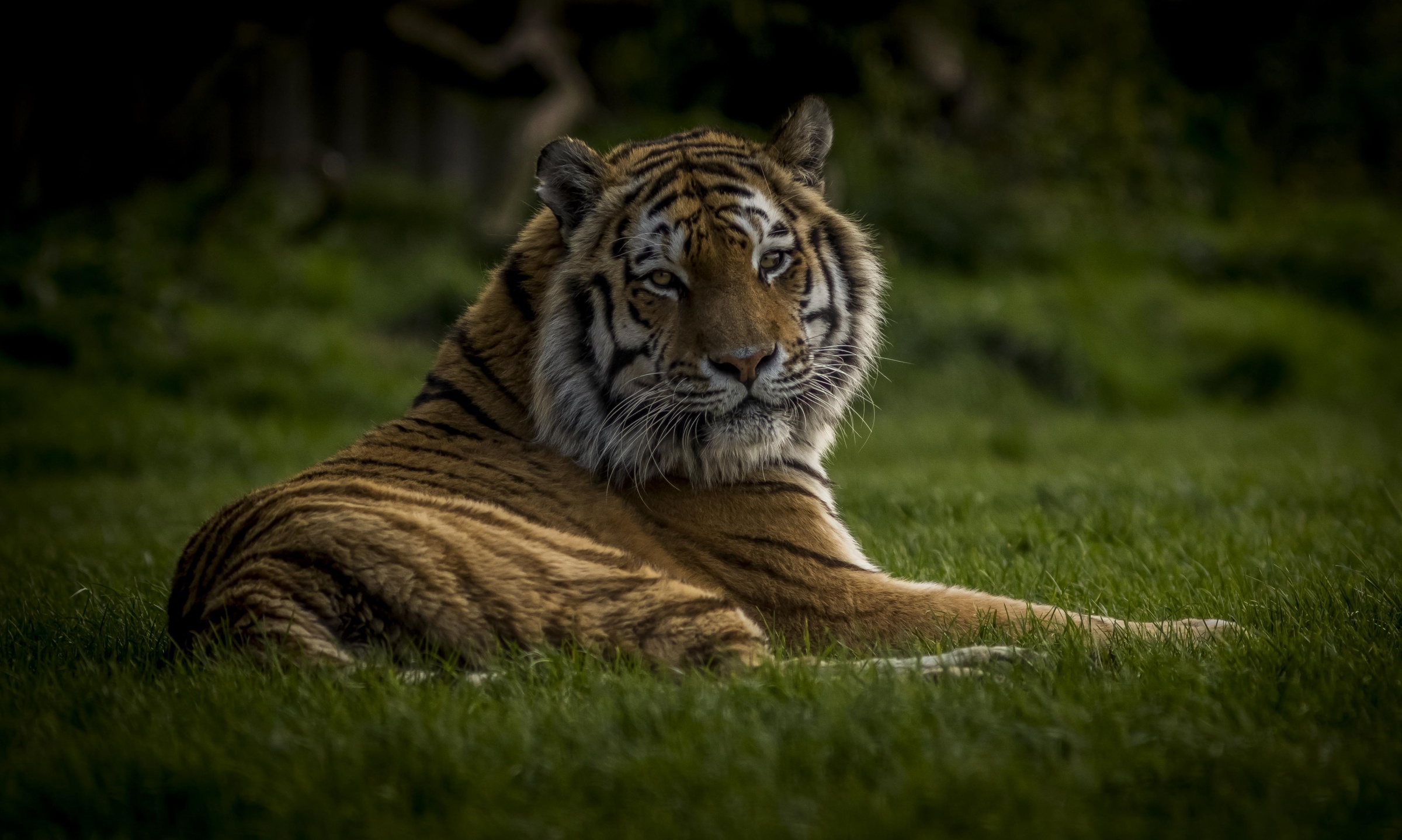 Baixe gratuitamente a imagem Animais, Gatos, Tigre na área de trabalho do seu PC