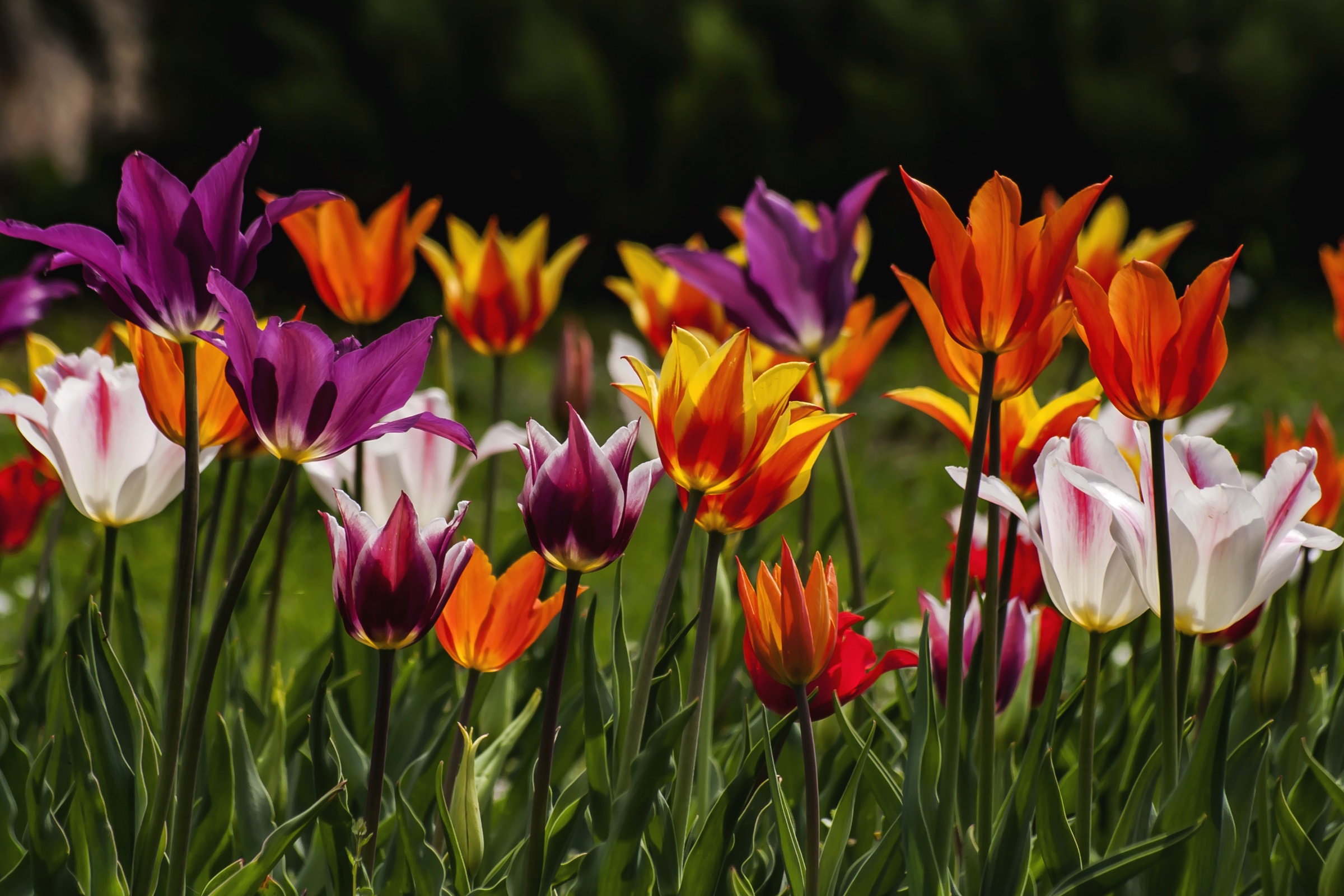 Free download wallpaper Nature, Flowers, Flower, Earth, Tulip, White Flower, Purple Flower, Orange Flower on your PC desktop