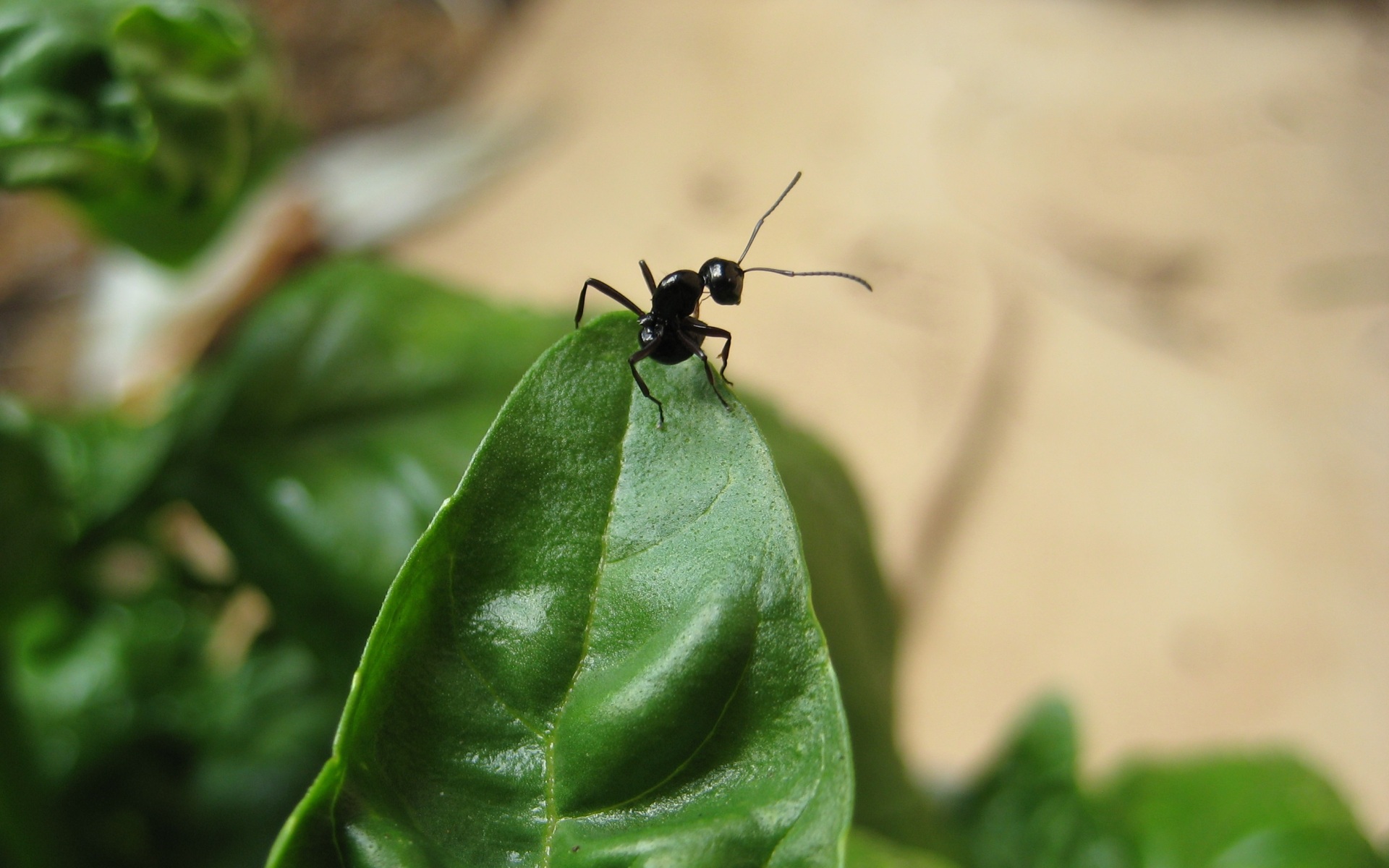 無料モバイル壁紙動物, 葉, 蟻, 虫をダウンロードします。