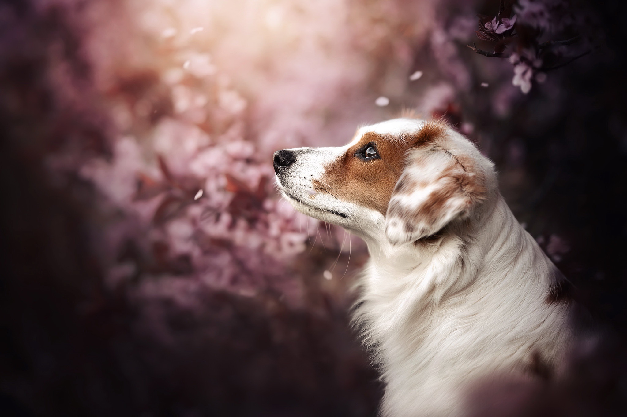 Téléchargez gratuitement l'image Animaux, Chiens, Chien sur le bureau de votre PC