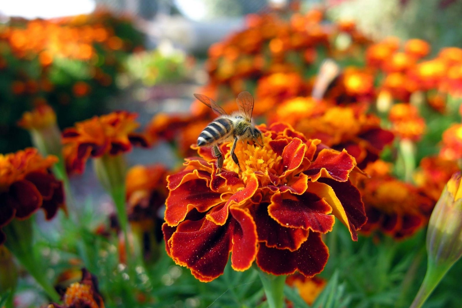 151292 télécharger le fond d'écran clairière, insecte, fleur, macro, abeille, polyana, pollinisation - économiseurs d'écran et images gratuitement