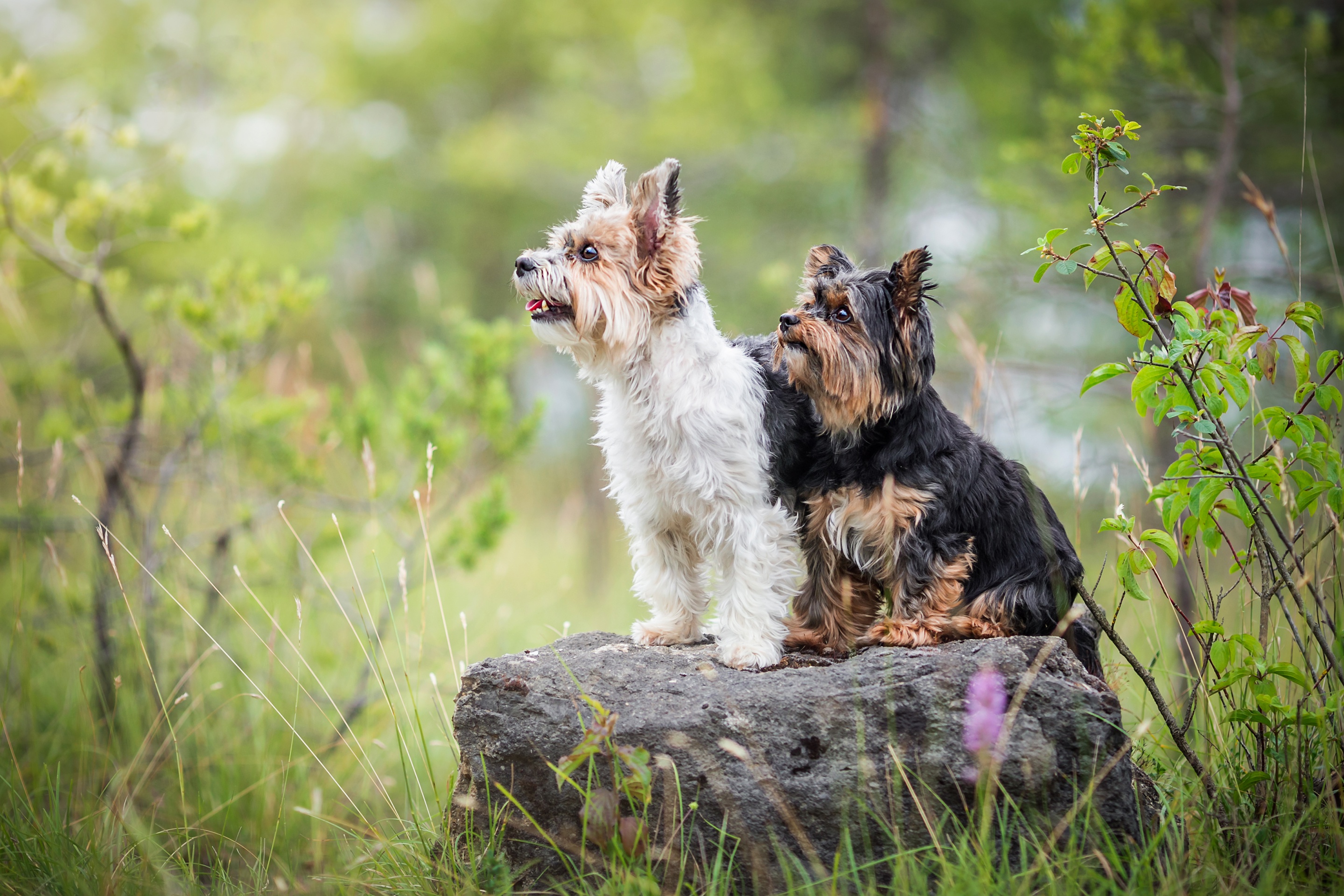 Download mobile wallpaper Dogs, Dog, Animal, Yorkshire Terrier for free.