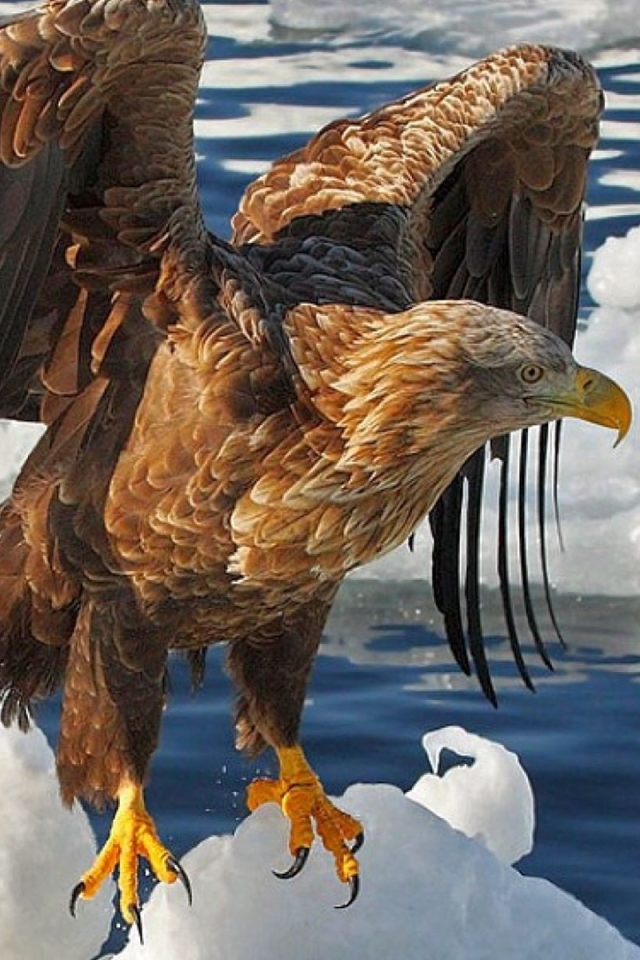 Download mobile wallpaper Birds, Animal, Eagle for free.