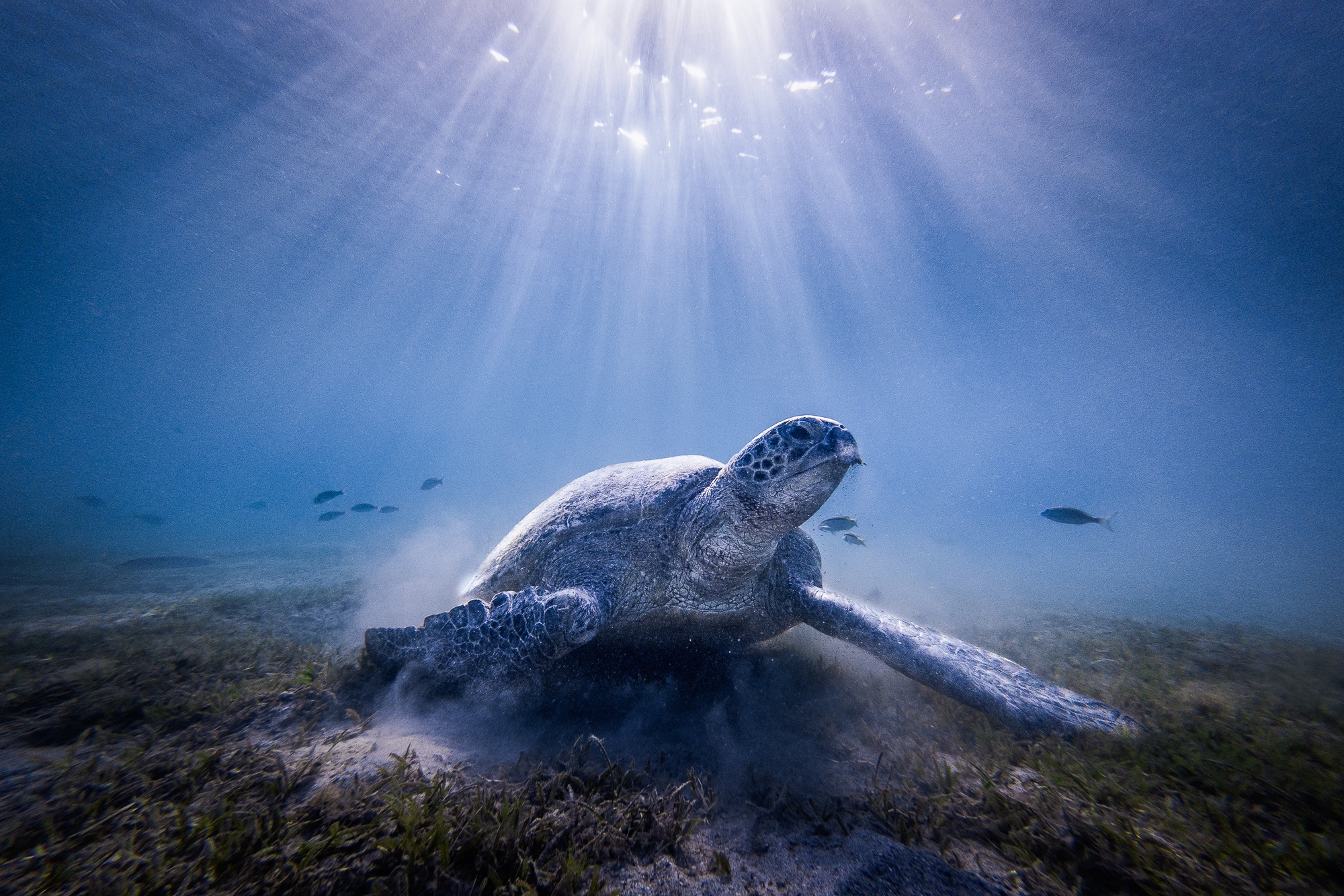 Download mobile wallpaper Turtles, Sea, Animal, Underwater, Turtle for free.