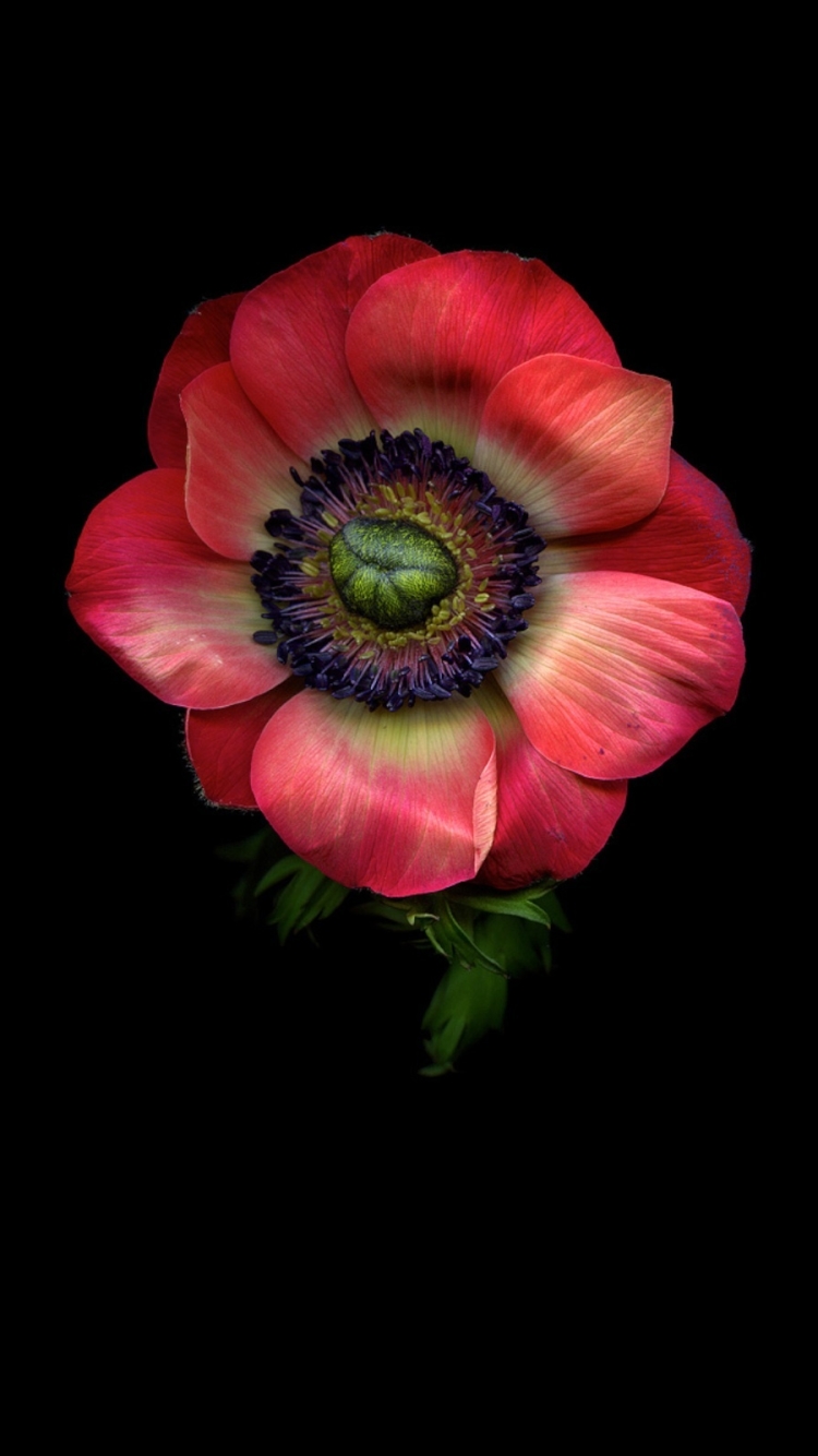 Download mobile wallpaper Flowers, Flower, Close Up, Earth, Anemone, Pink Flower for free.