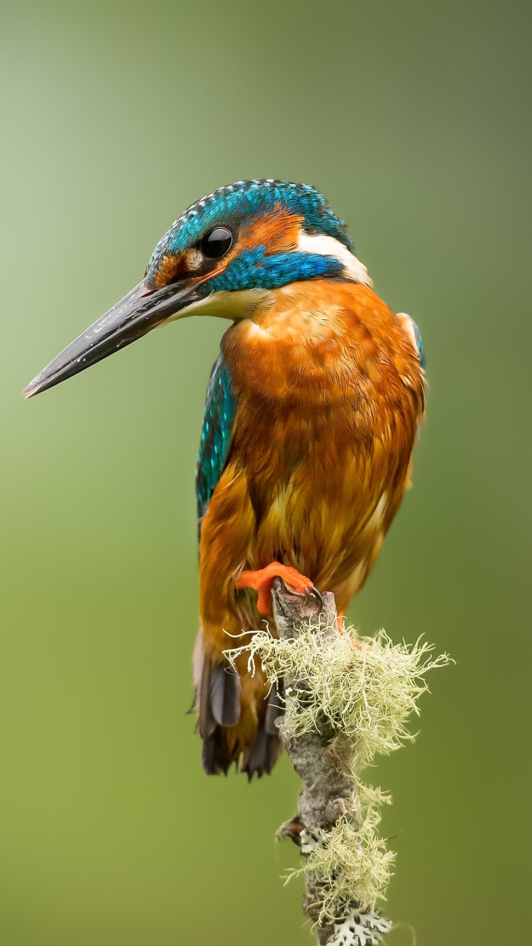 Download mobile wallpaper Birds, Bird, Animal, Kingfisher for free.