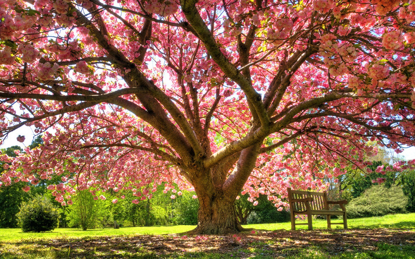 Скачать обои бесплатно Парк, Дерево, Скамейка, Весна, Цветущие, Земля/природа, Розовый Цветок картинка на рабочий стол ПК