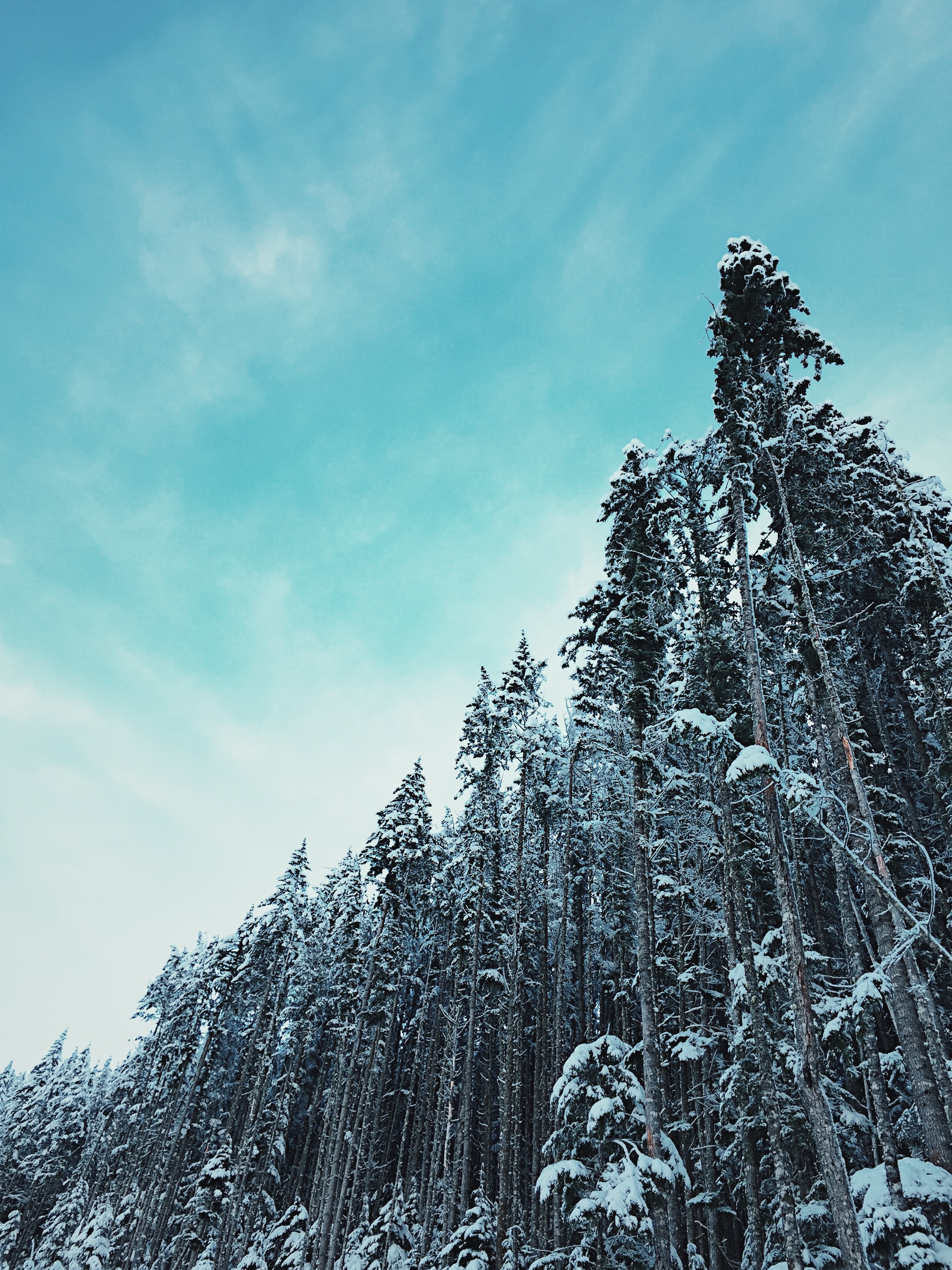 Скачать картинку Верхушки, Заснеженный, Деревья, Небо, Лес, Природа, Зима в телефон бесплатно.