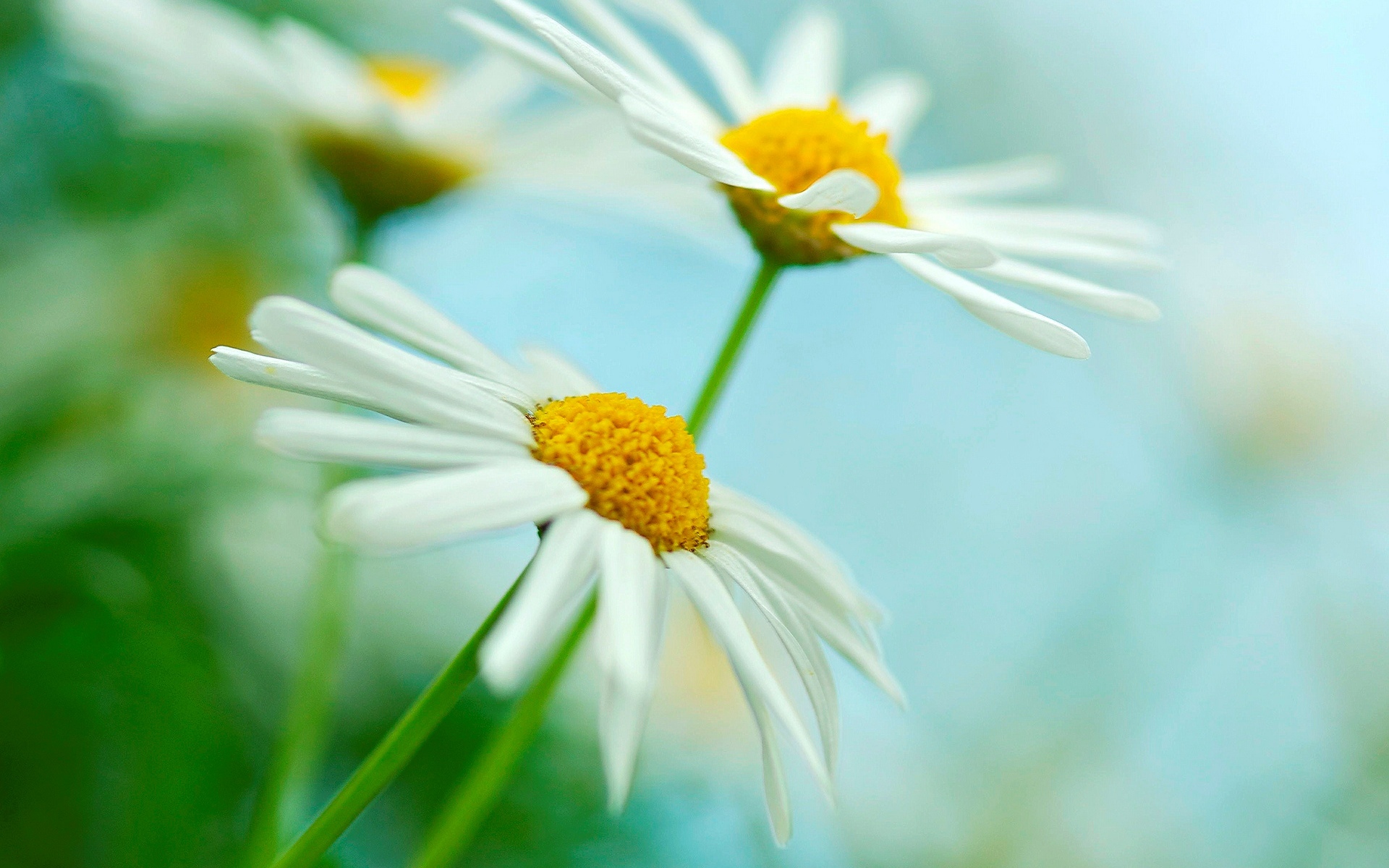 Download mobile wallpaper Daisy, White Flower, Flowers, Nature, Flower, Earth for free.