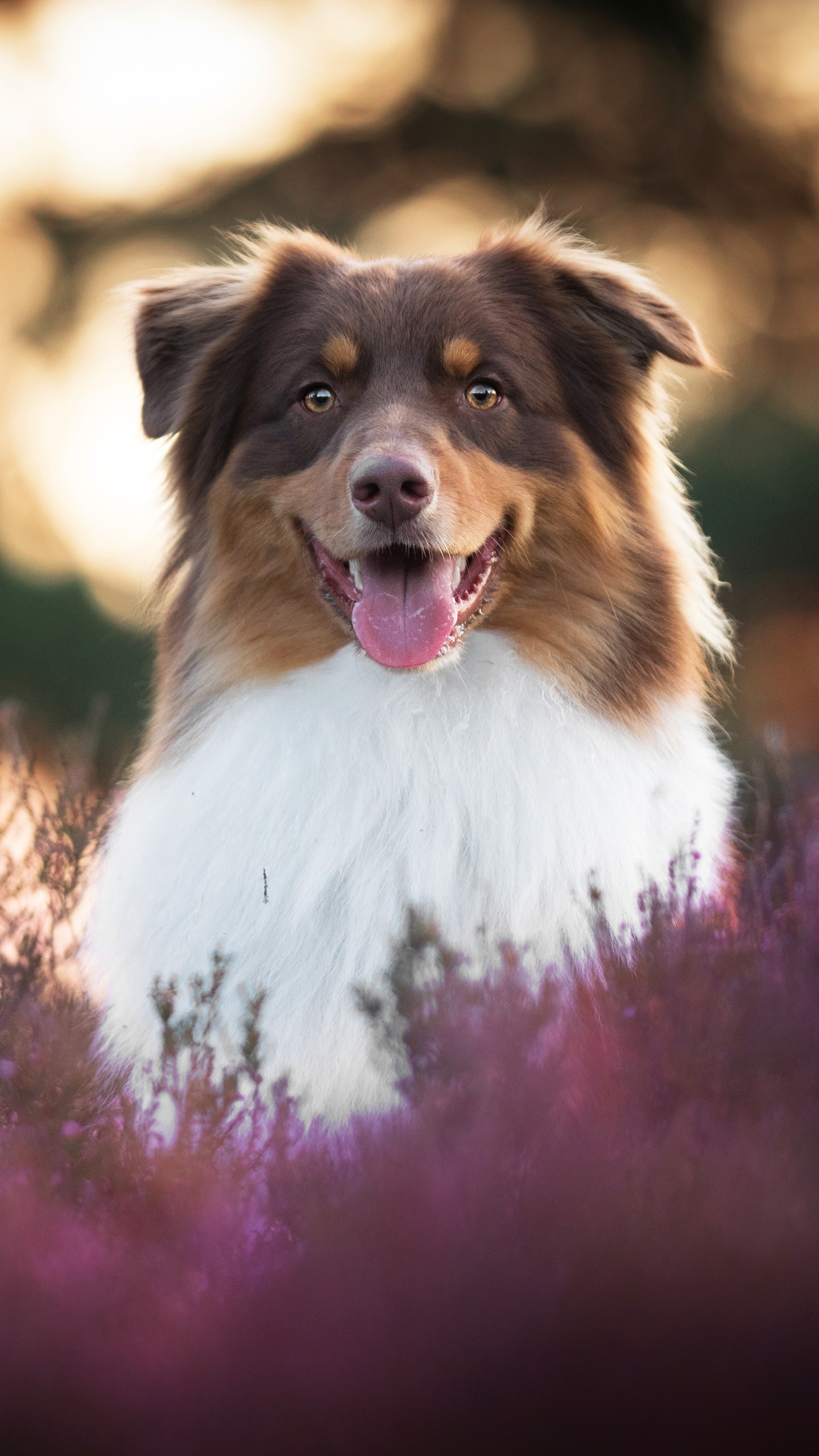 無料モバイル壁紙動物, 犬, オーストラリアン シェパードをダウンロードします。