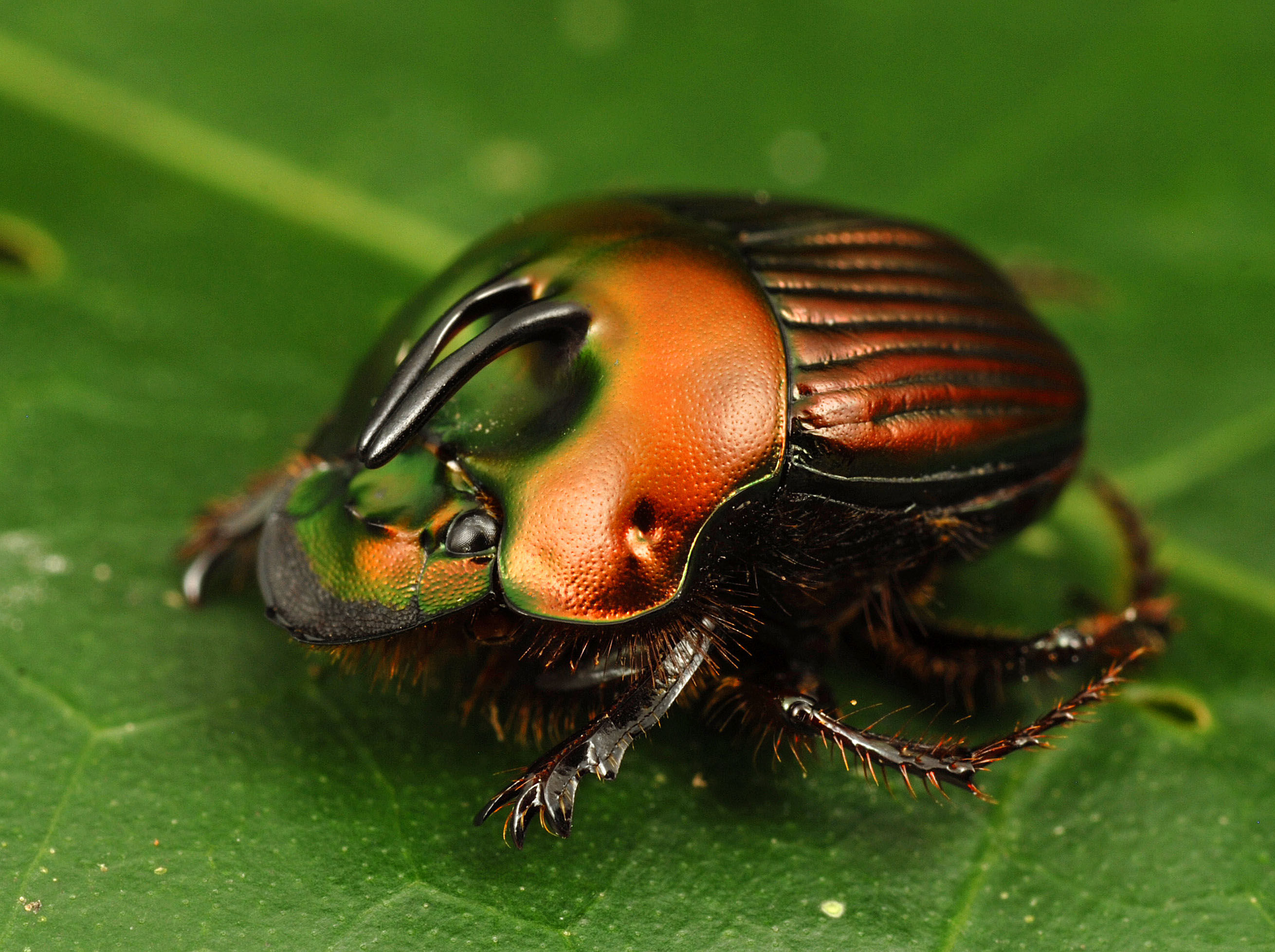 Download mobile wallpaper Insect, Animal, Beetle for free.