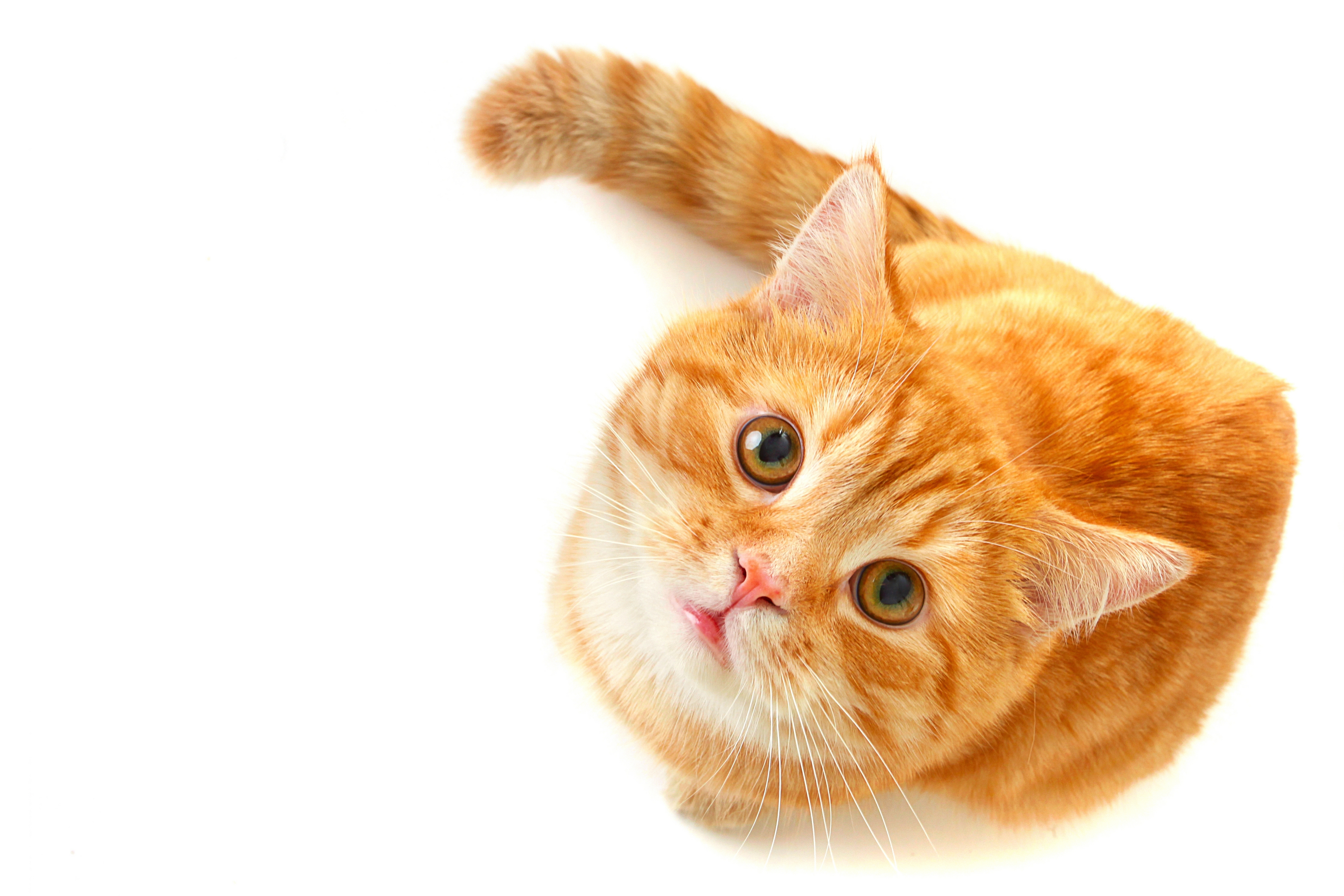 Baixar papel de parede para celular de Animais, Gatos, Gato gratuito.