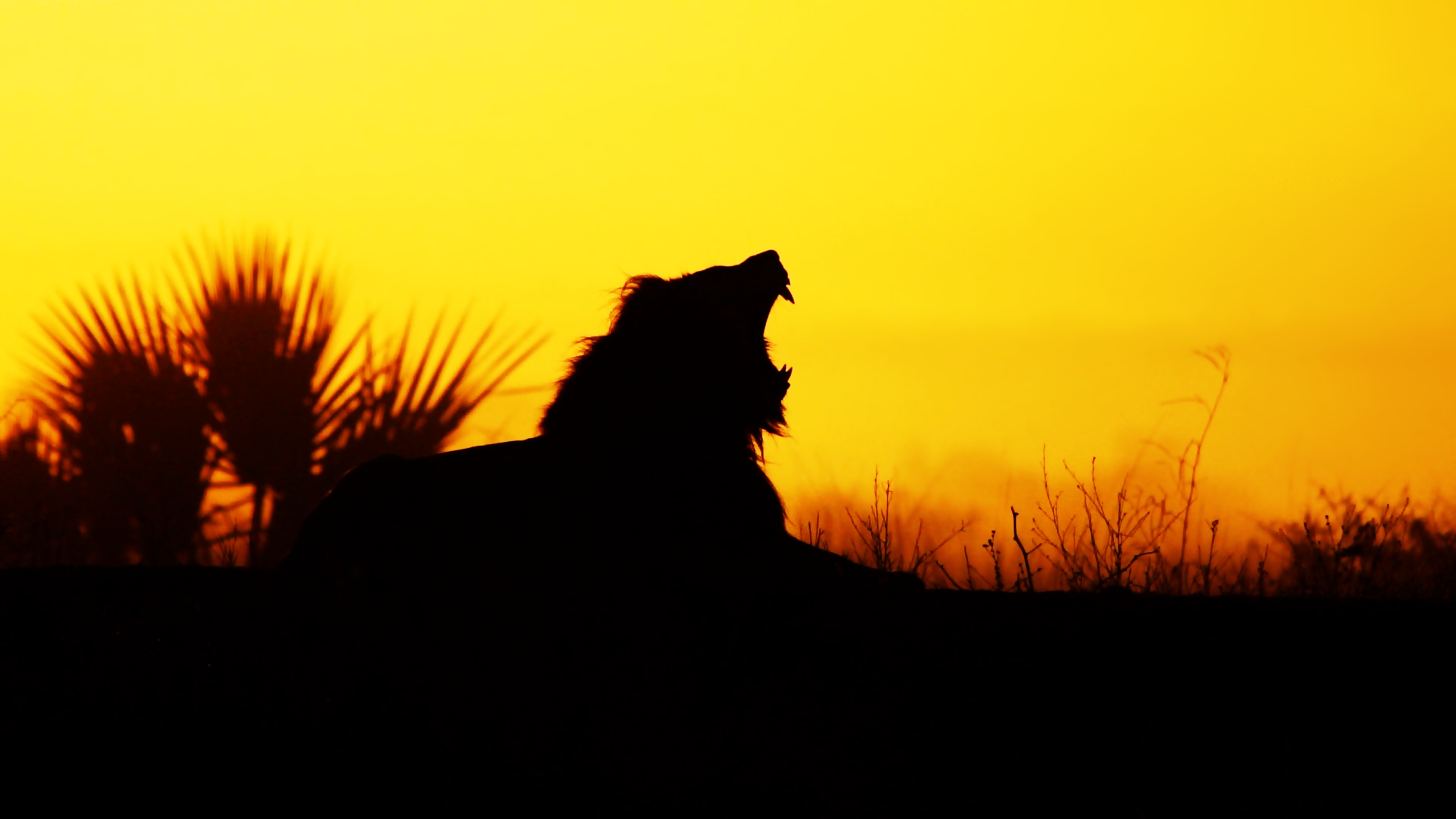 Free download wallpaper Cats, Nature, Sunset, Lion, Animal on your PC desktop