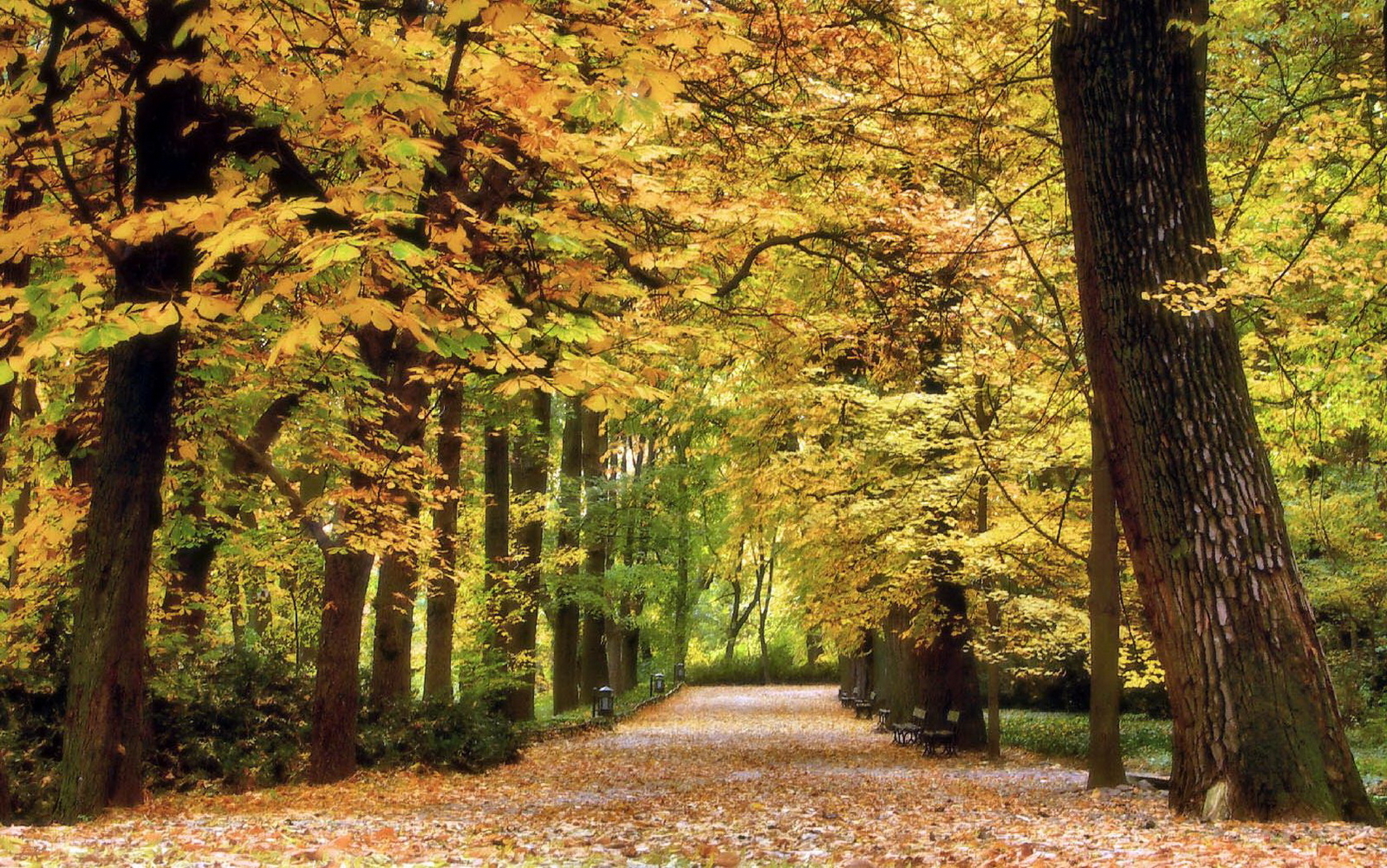 Скачать картинку Деревья, Природа, Пейзаж, Осень в телефон бесплатно.