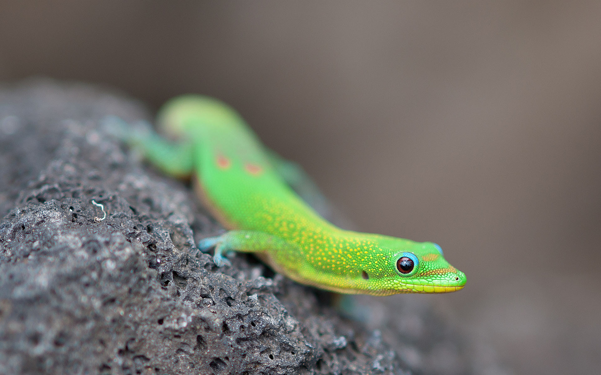 Descarga gratuita de fondo de pantalla para móvil de Lagarto, Reptiles, Animales.