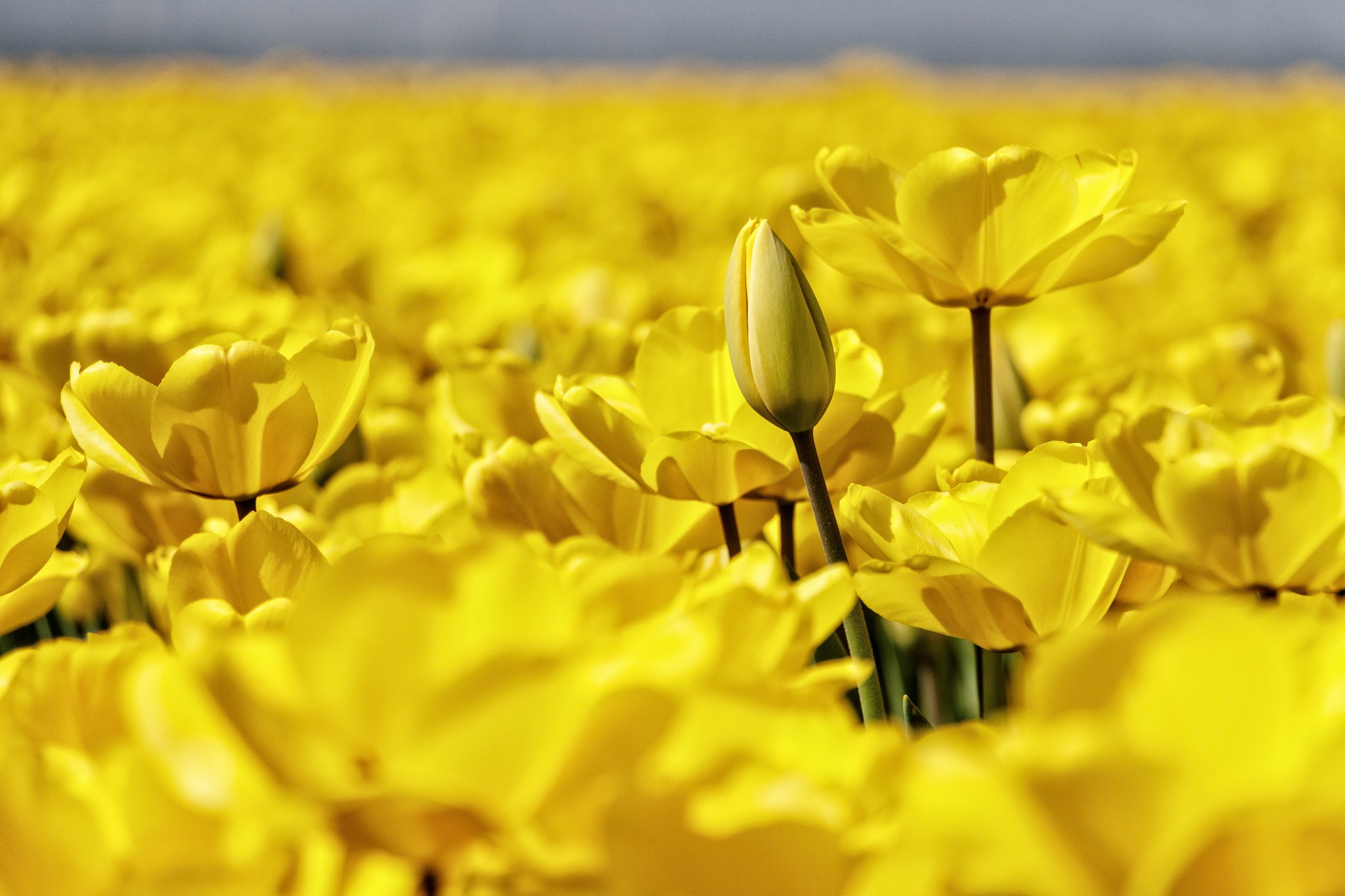 Free download wallpaper Nature, Flowers, Summer, Flower, Macro, Close Up, Earth, Tulip, Yellow Flower on your PC desktop