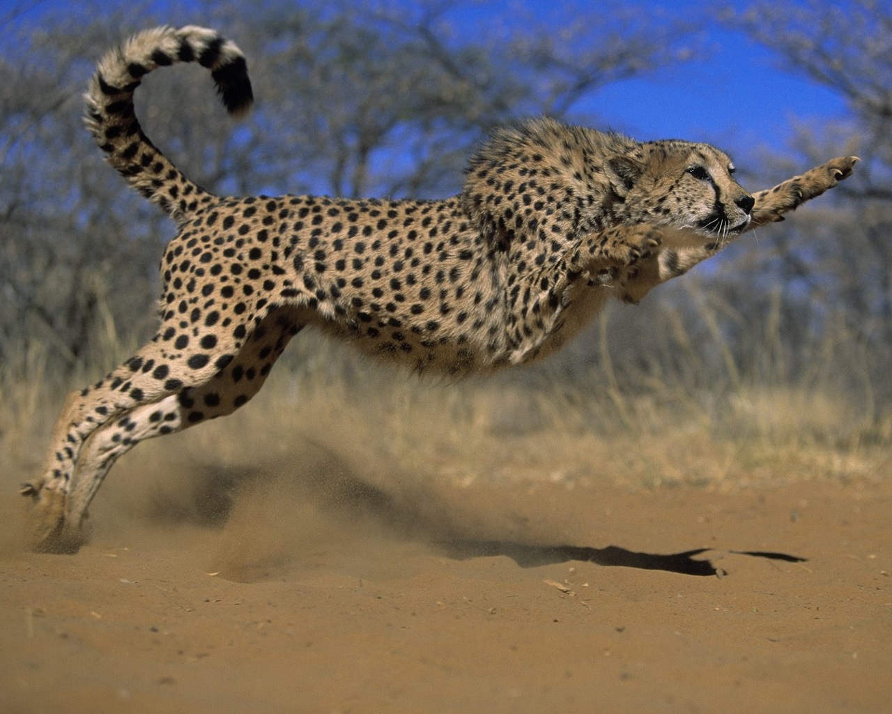 Free download wallpaper Cheetah, Animal on your PC desktop