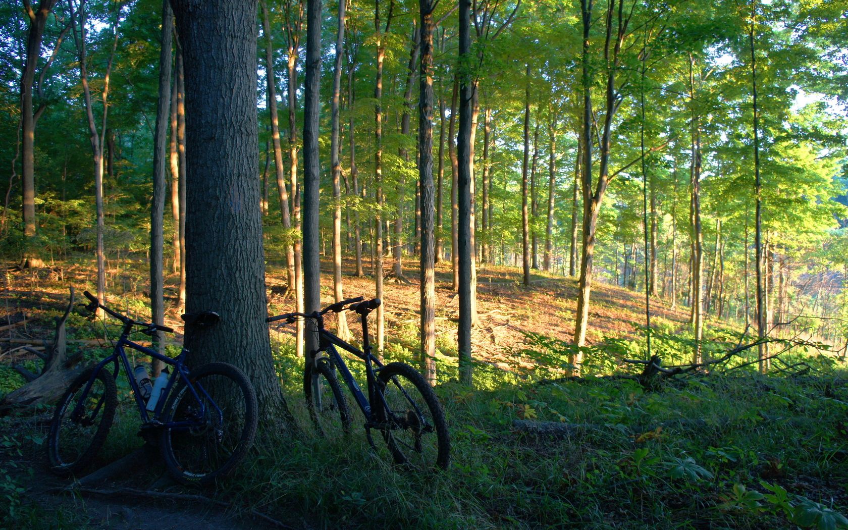 55404 скачать картинку природа, деревья, велосипеды, лес - обои и заставки бесплатно