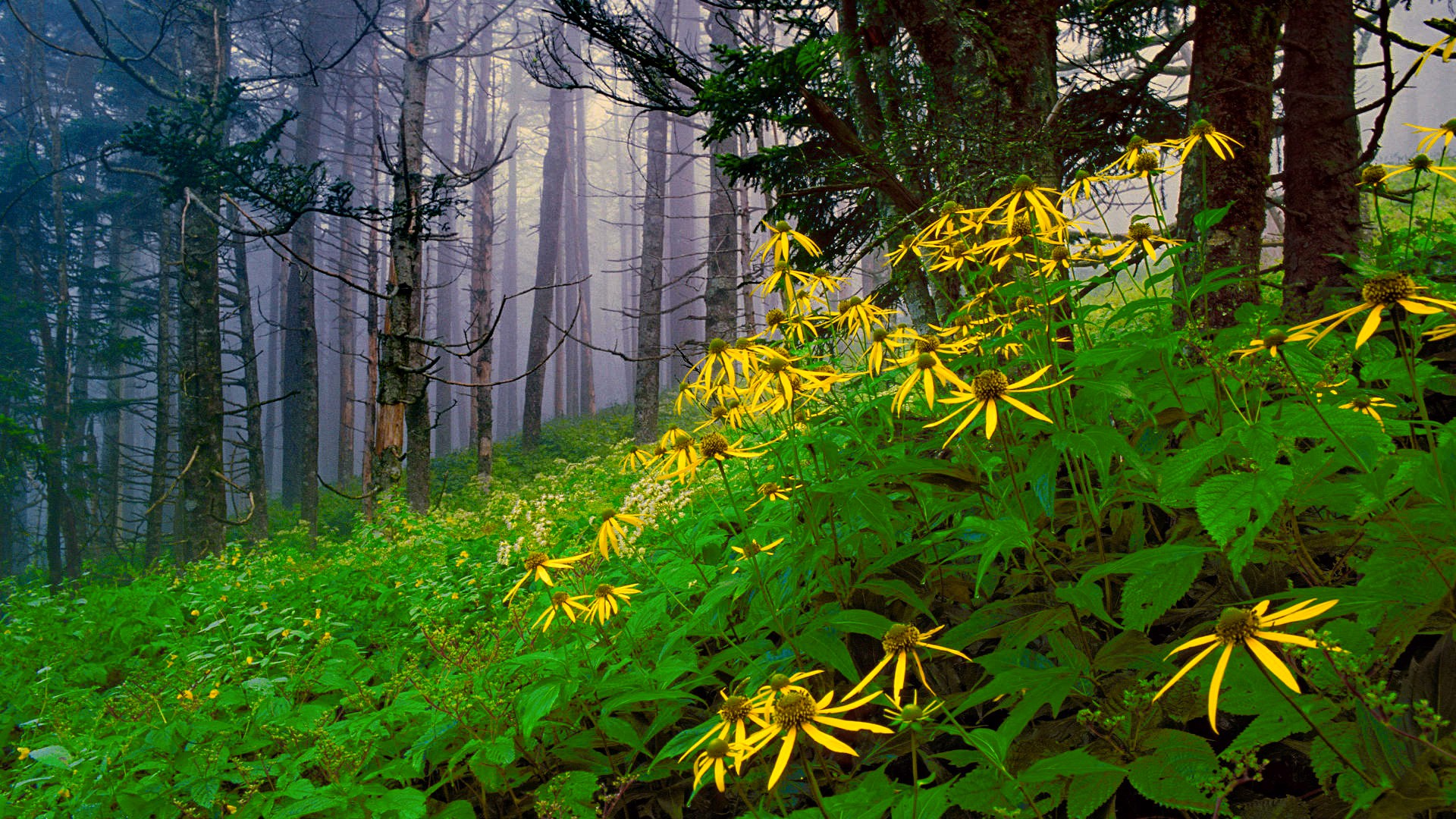 Скачать картинку Природа, Цветок, Лес, Дерево, Туман, Зеленый, Желтый Цветок, Земля/природа в телефон бесплатно.