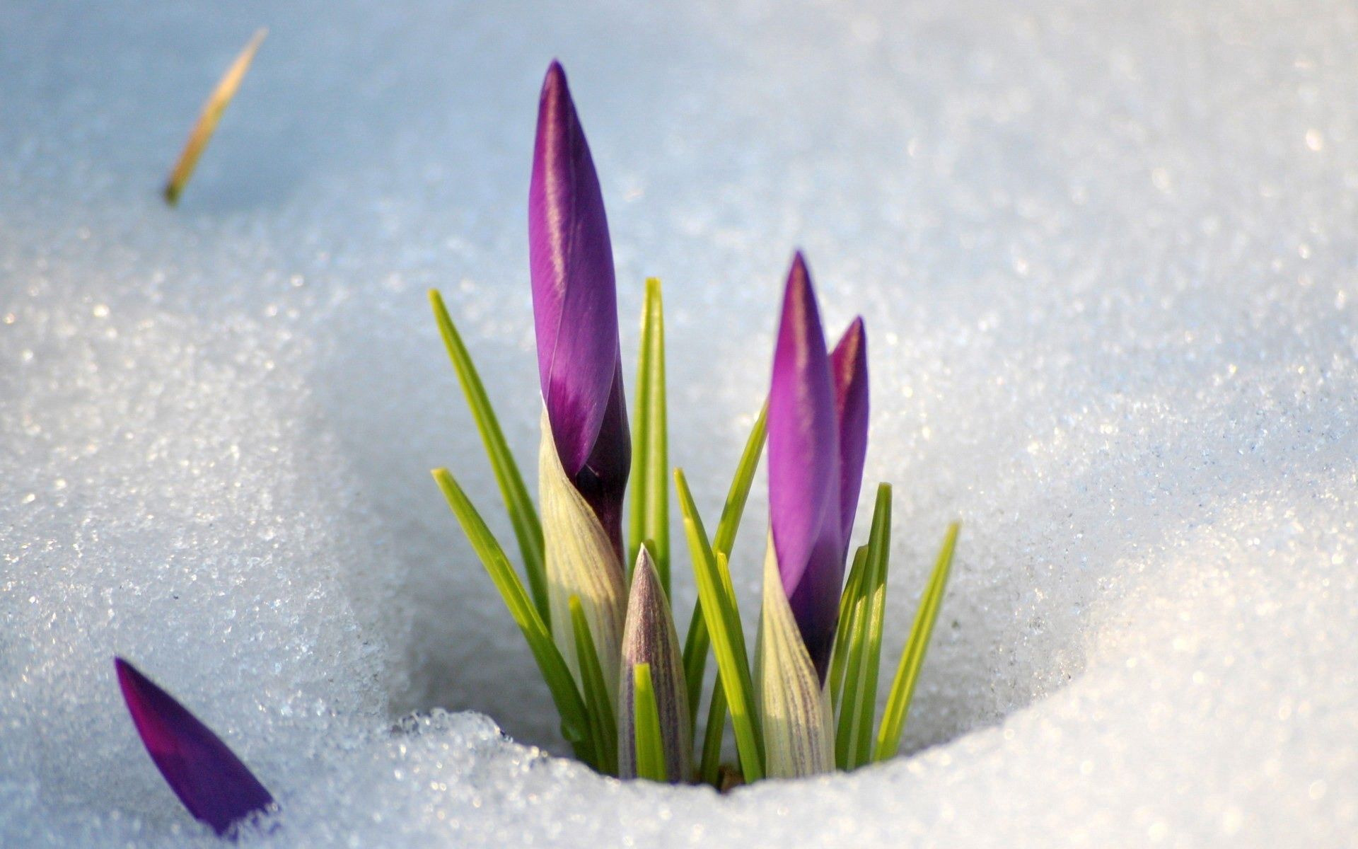113976 descargar imagen flores, nieve, snowdrops, primavera, madre, tallo: fondos de pantalla y protectores de pantalla gratis
