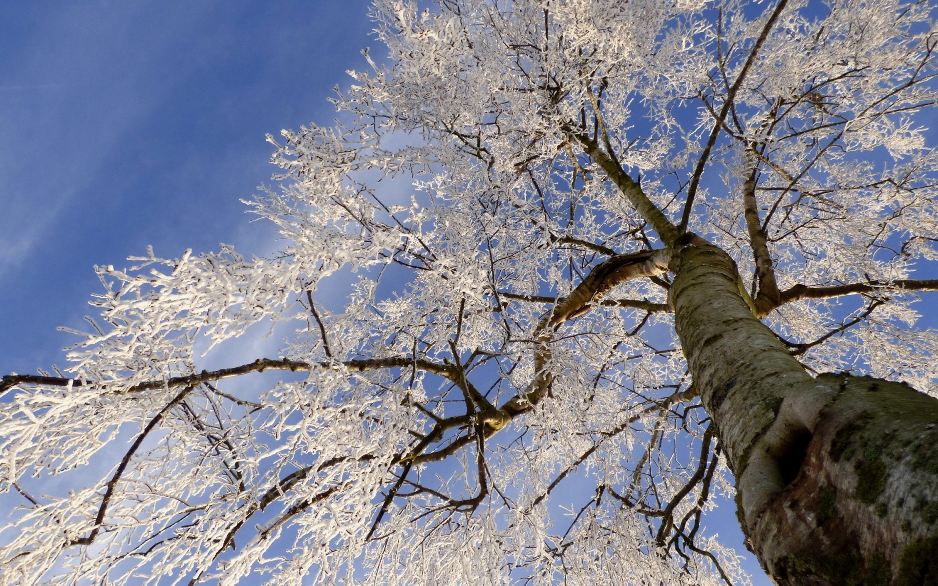 Download mobile wallpaper Winter, Sky, Snow, Branch, Earth, Frozen for free.
