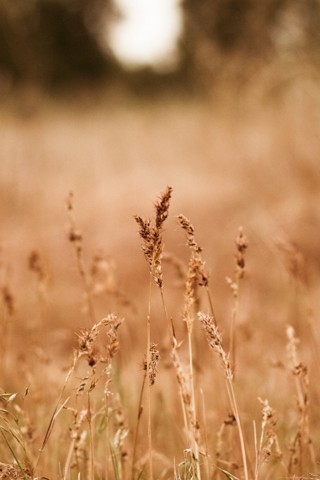 Handy-Wallpaper Gras, Erde/natur kostenlos herunterladen.