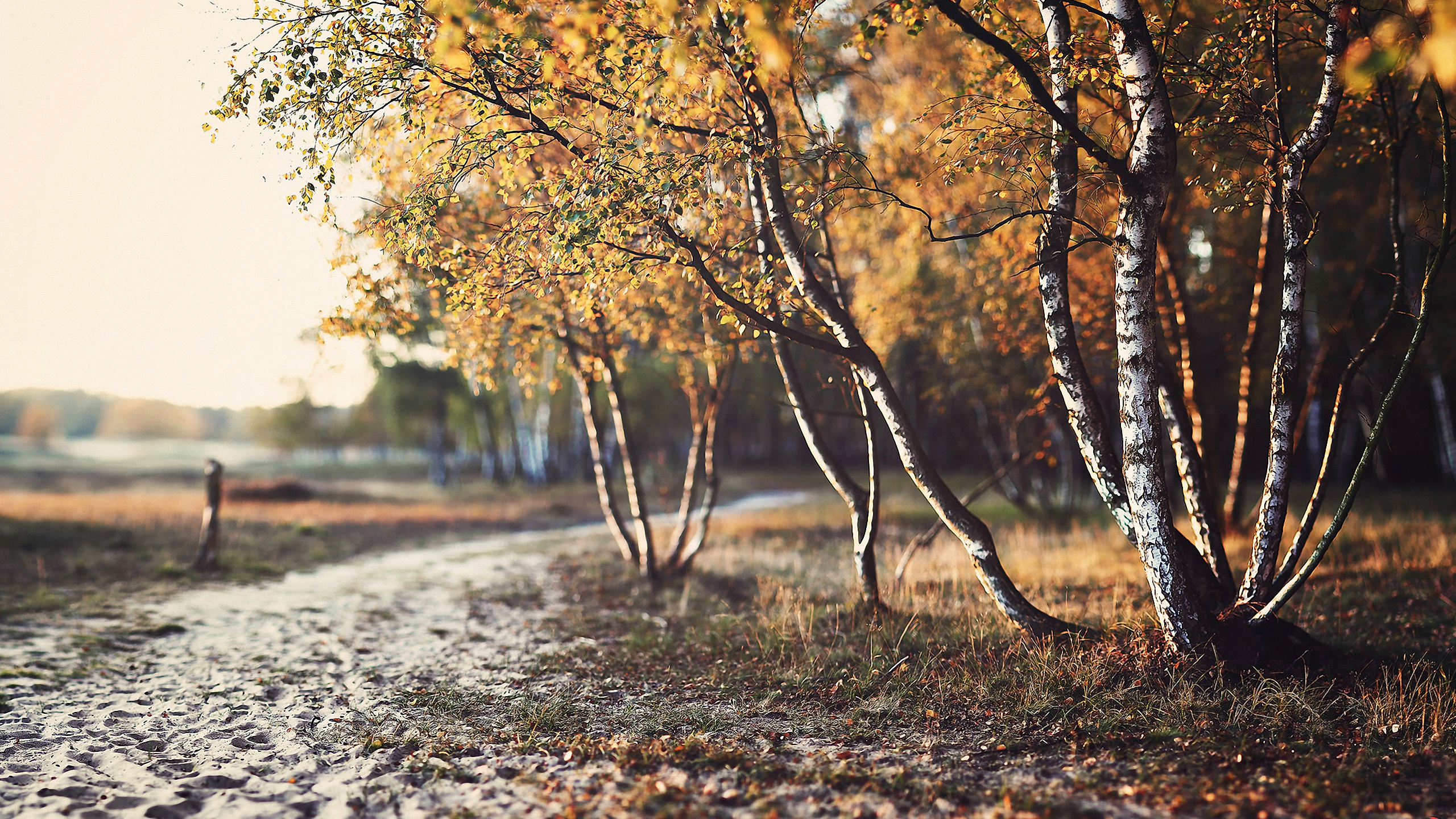 Download mobile wallpaper Landscape, Tree, Fall, Earth, Path, Scenery for free.