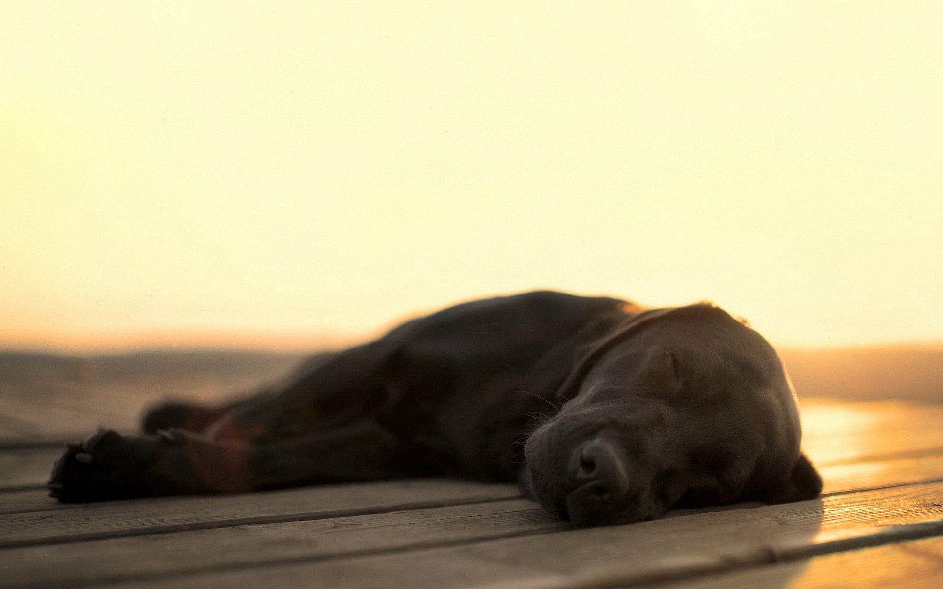 74085壁紙のダウンロード動物, 犬, ラブラドール, 眠っている, 眠る-スクリーンセーバーと写真を無料で