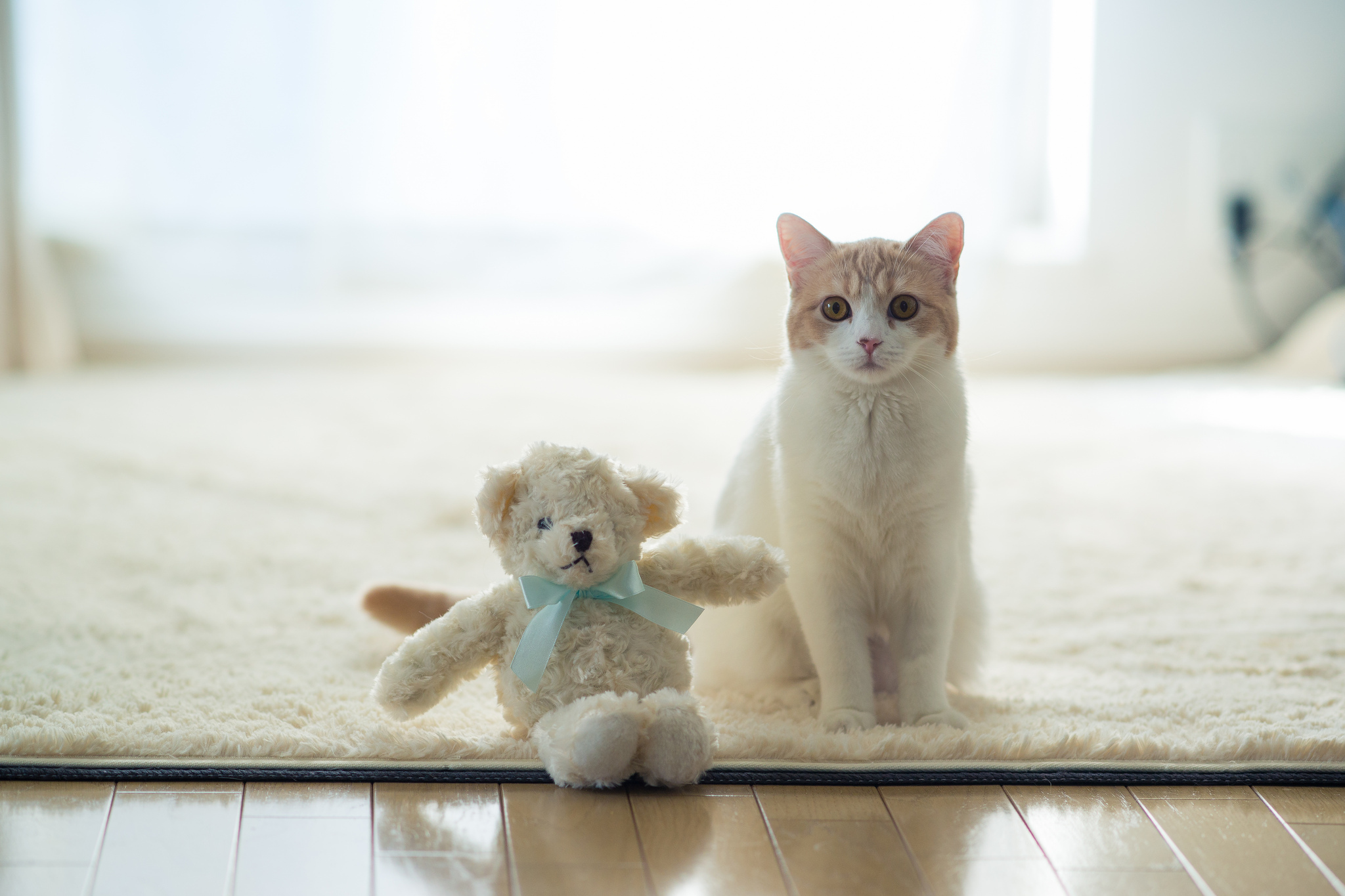 無料モバイル壁紙動物, ネコ, 猫をダウンロードします。