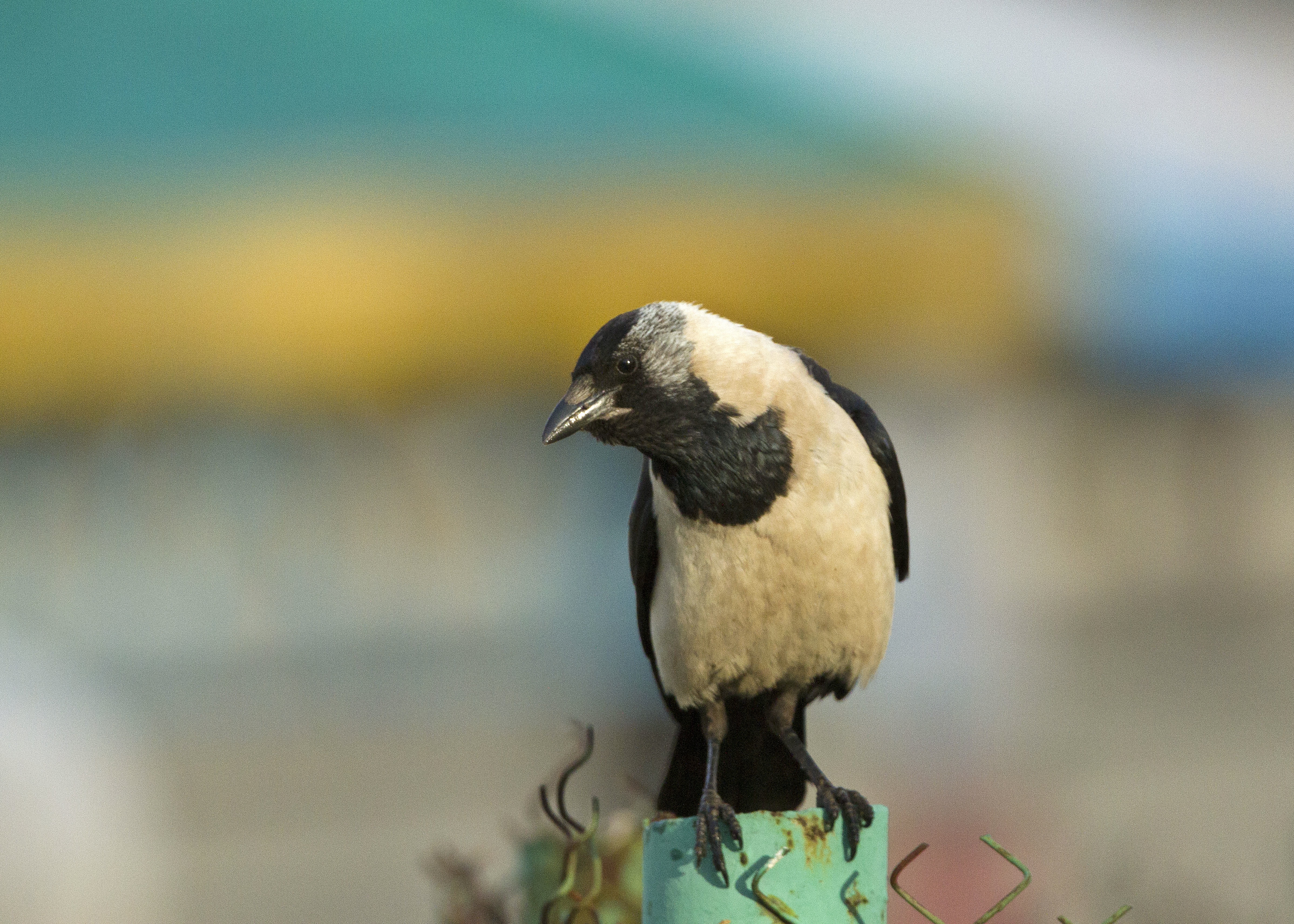 Baixar papel de parede para celular de Animais, Aves, Pássaro gratuito.