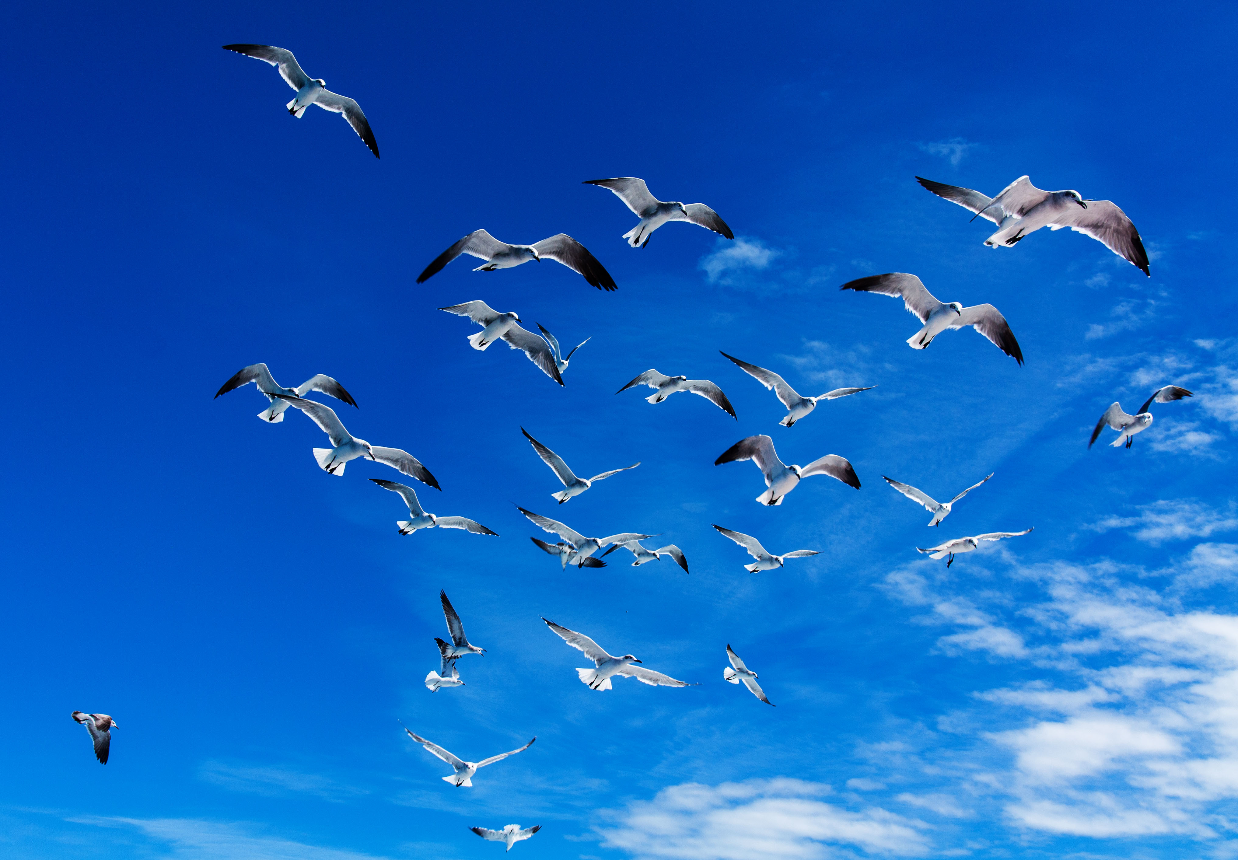 Free download wallpaper Birds, Sky, Bird, Animal, Seagull on your PC desktop