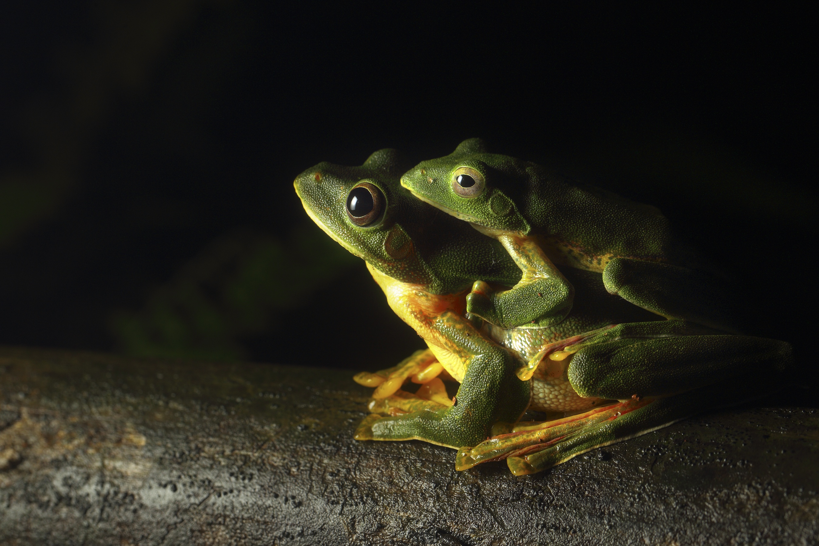 Download mobile wallpaper Frogs, Animal, Frog, Amphibian, Baby Animal for free.