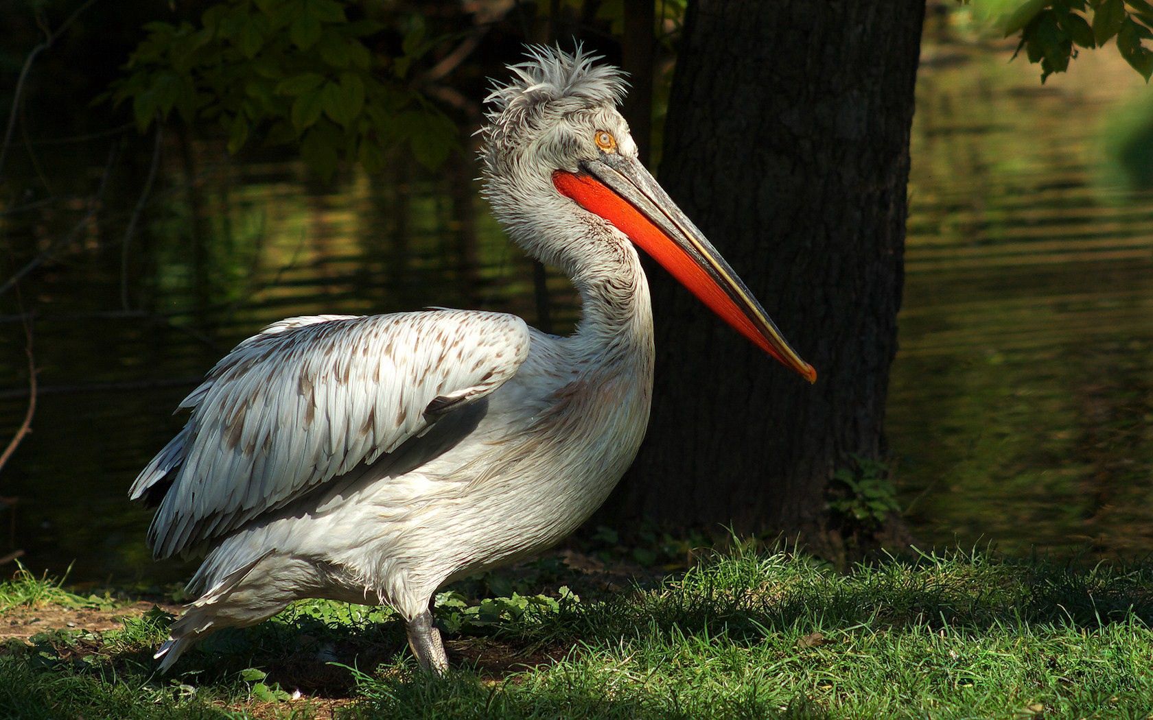 55225 Hintergrundbild herunterladen tiere, bäume, grass, farbe, pelikan, pelican, großer schnabel - Bildschirmschoner und Bilder kostenlos