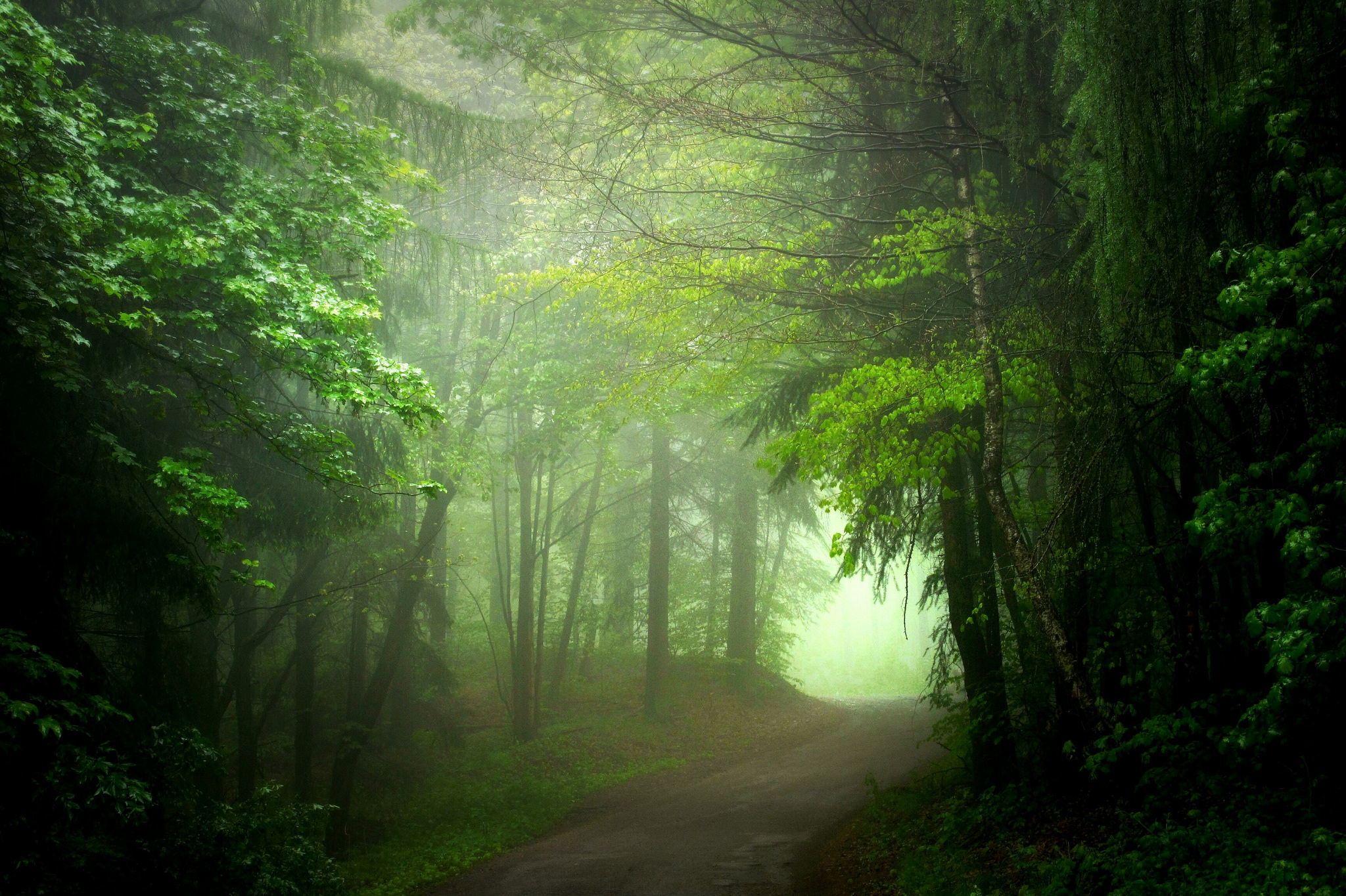 Free download wallpaper Forest, Tree, Fog, Earth, Path on your PC desktop