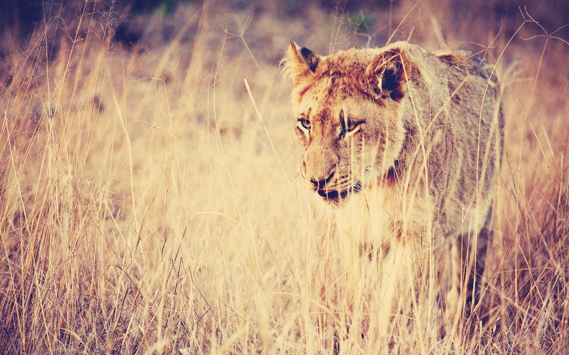 Free download wallpaper Animals, Grass, Predator, Big Cat, Lion on your PC desktop
