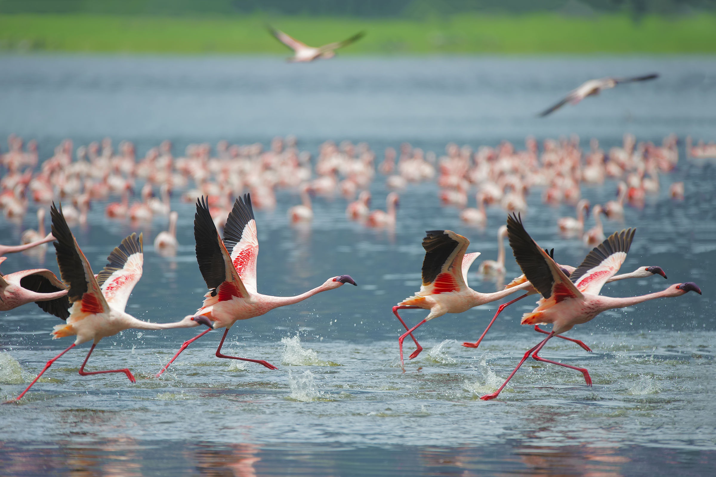 Download mobile wallpaper Birds, Flamingo, Bird, Flight, Animal, Flock Of Birds for free.