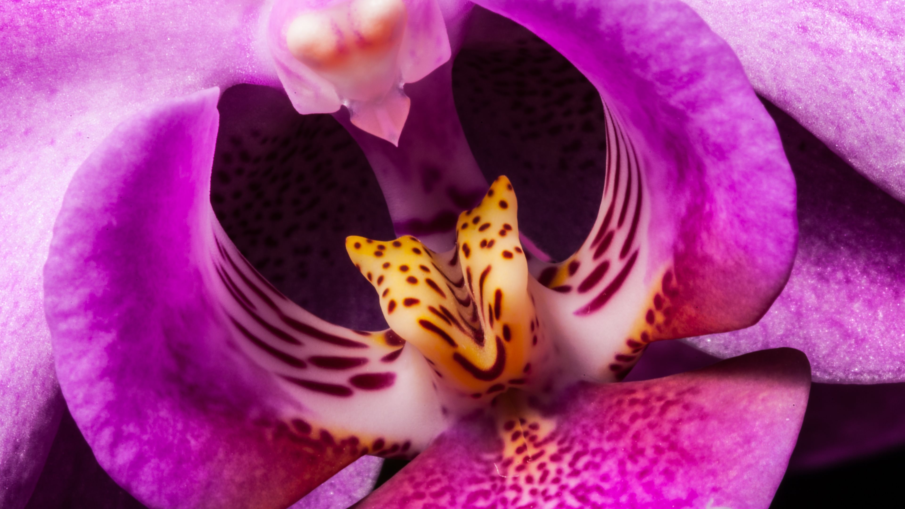 325494 Hintergrundbild herunterladen erde/natur, orchidee, blumen - Bildschirmschoner und Bilder kostenlos