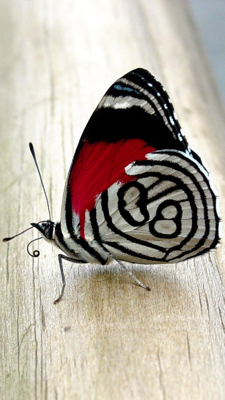 Descarga gratuita de fondo de pantalla para móvil de Animales, Insecto, Mariposa.