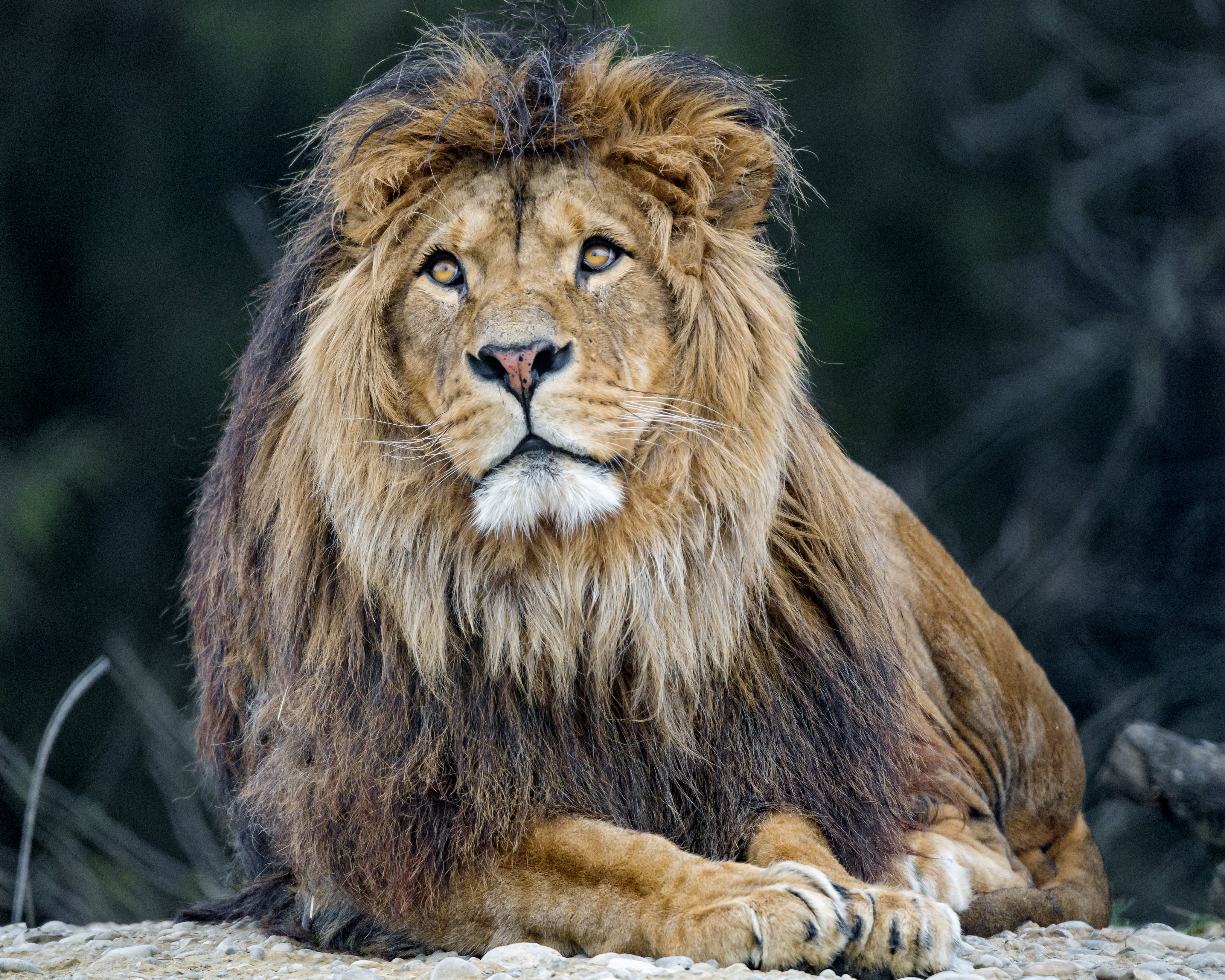 lion, animals, fluffy, predator, big cat, mane 32K